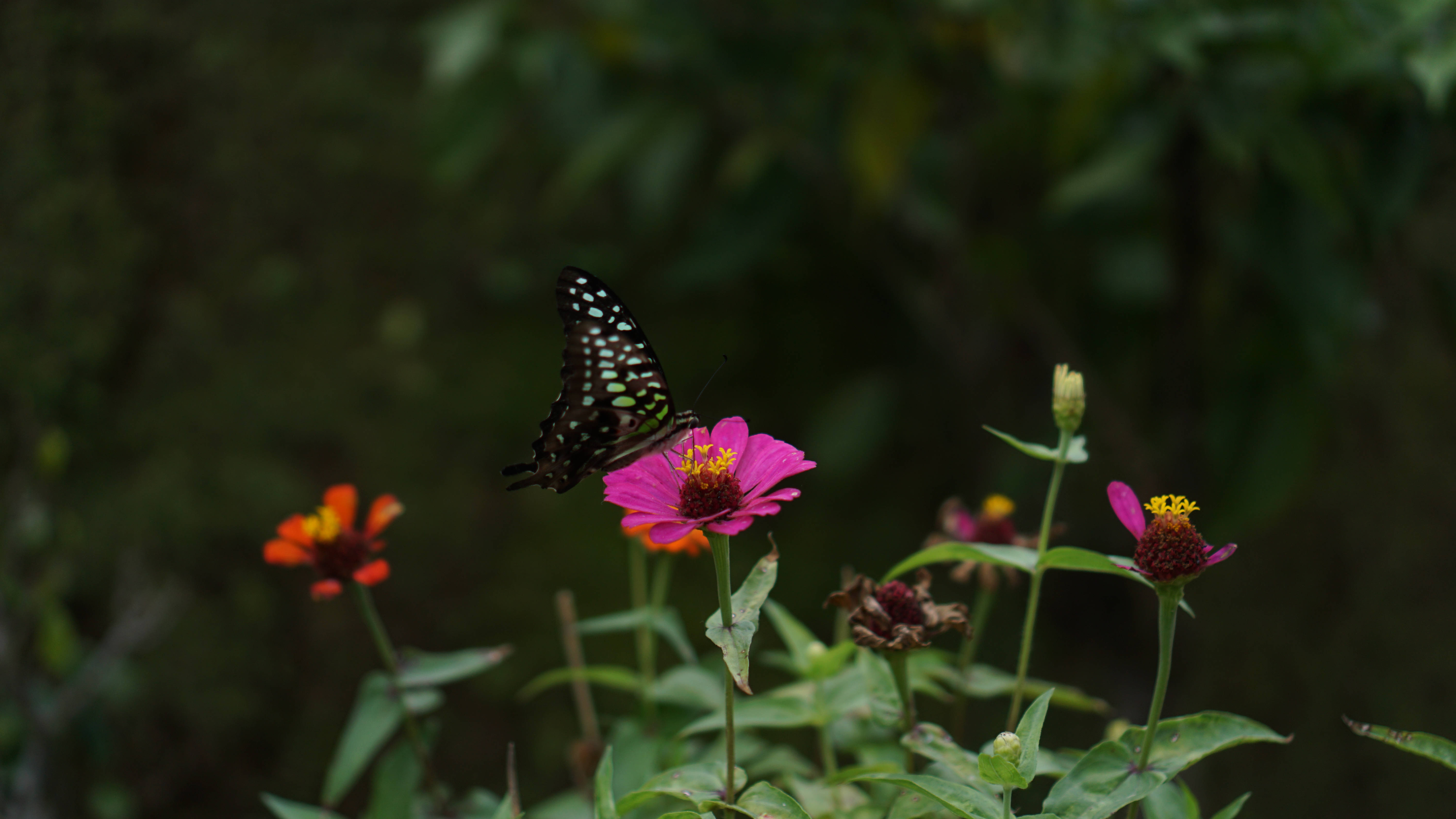 Cute Butterfly 桌布 壁紙 — 一隻黑綠相間的蝴蝶輕盈地停在一朵鮮豔的粉紅色百日菊上，周圍是茂密的綠葉。