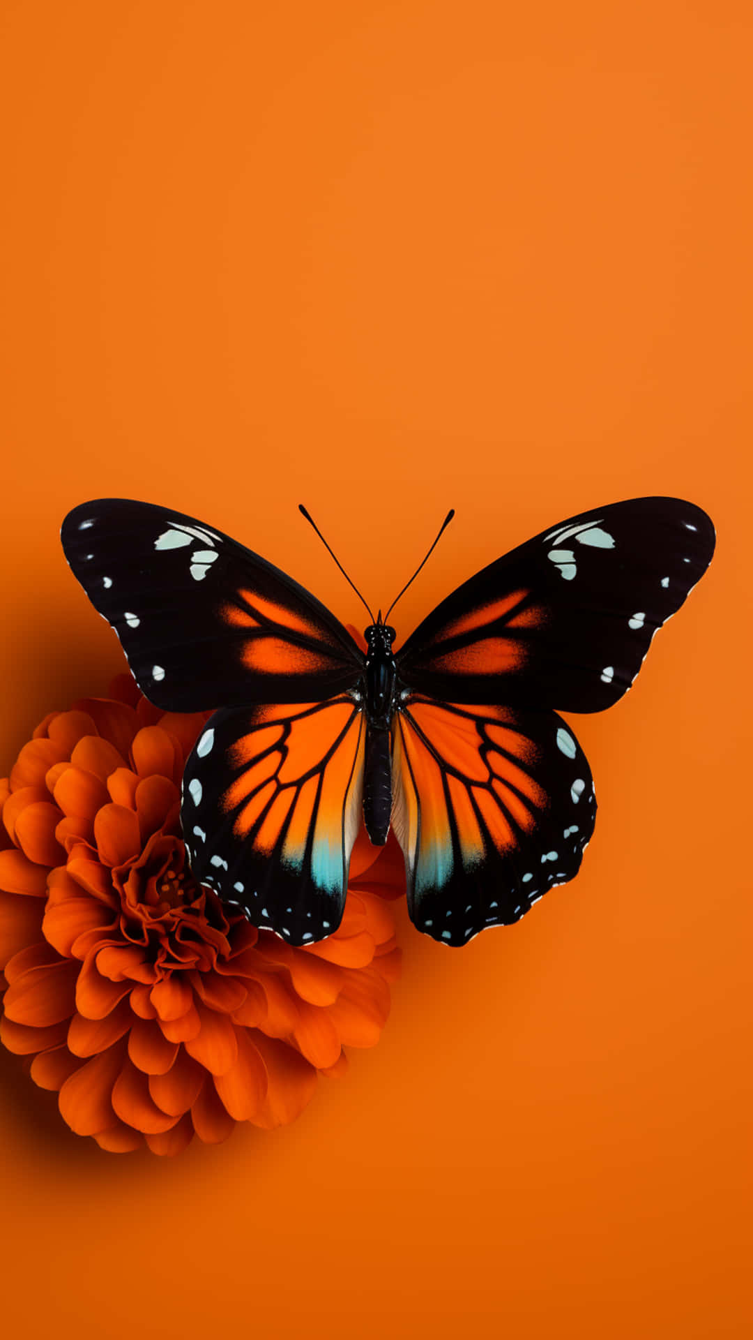 butterfly on a flower 壁紙 — 一隻黑翼白邊的帝王蝶棲息在鮮豔的橙色萬壽菊上，背景為純橙色。