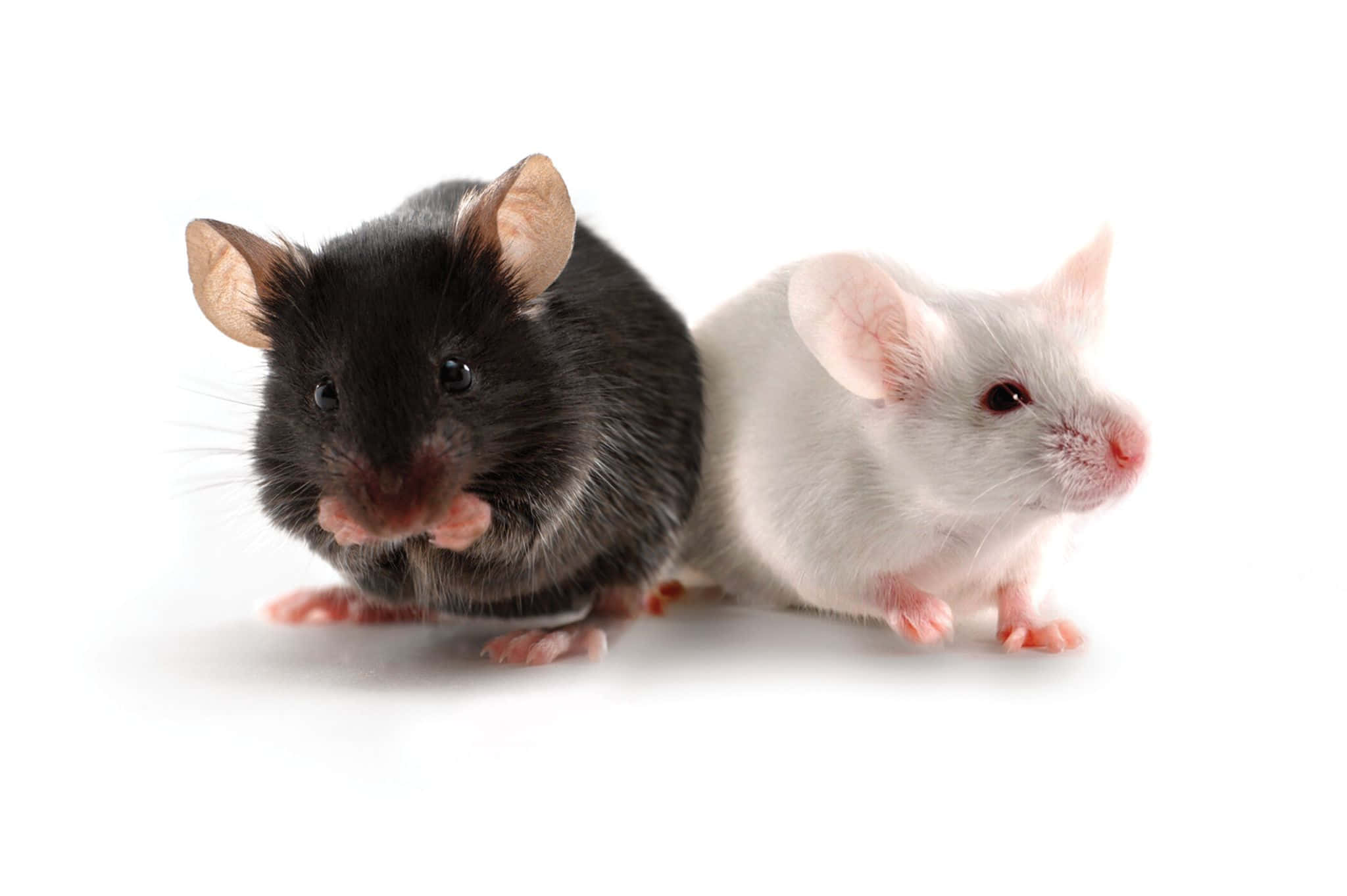 Mouse 桌布 壁紙 — 一隻黑老鼠和一隻白老鼠並排坐在純白色背景上，牠們粉紅色的爪子和耳朵形成鮮明對比。