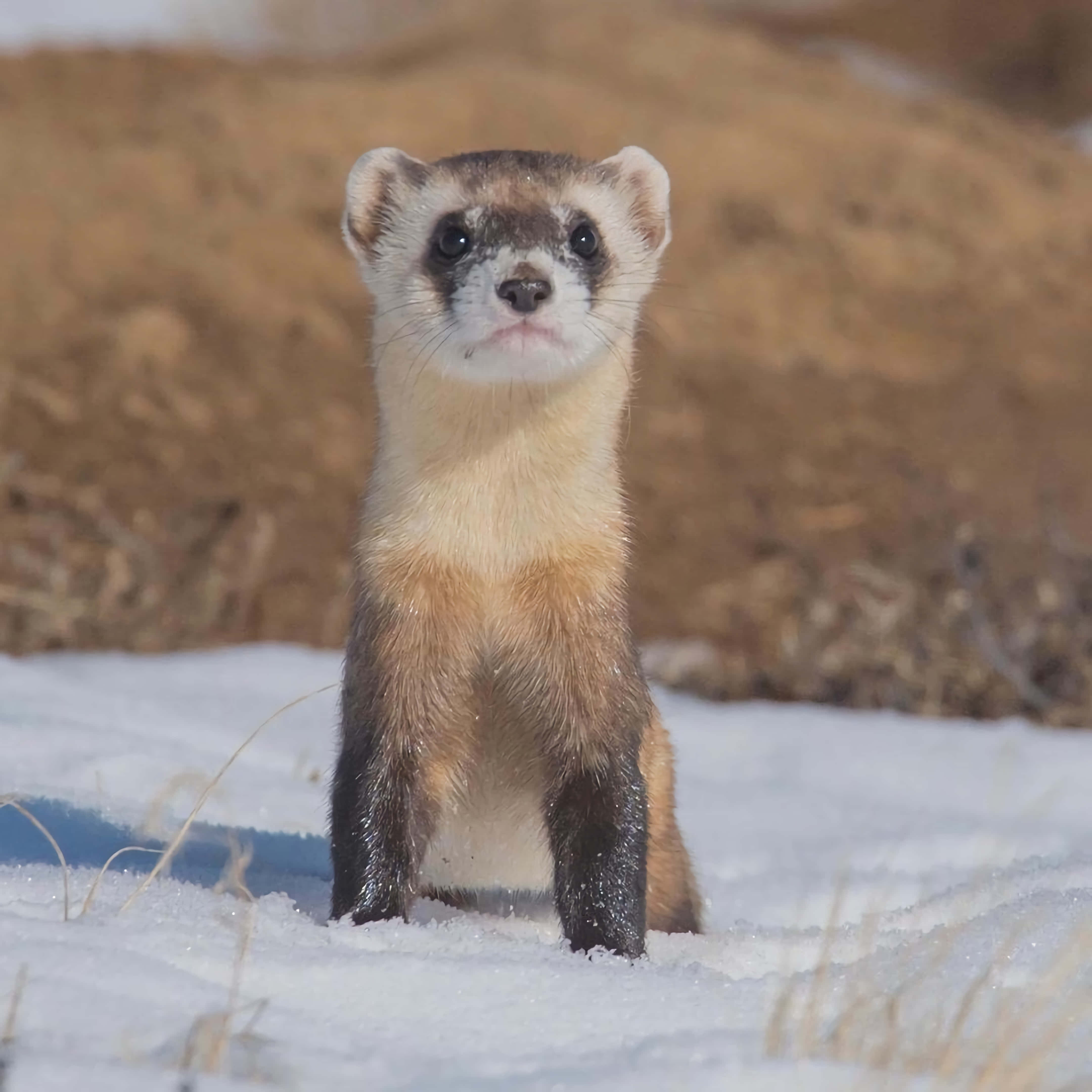 Ferret 桌布 壁紙 — 一隻黑腳雪貂在雪地中警覺地站立，背景有乾草和土色山丘。