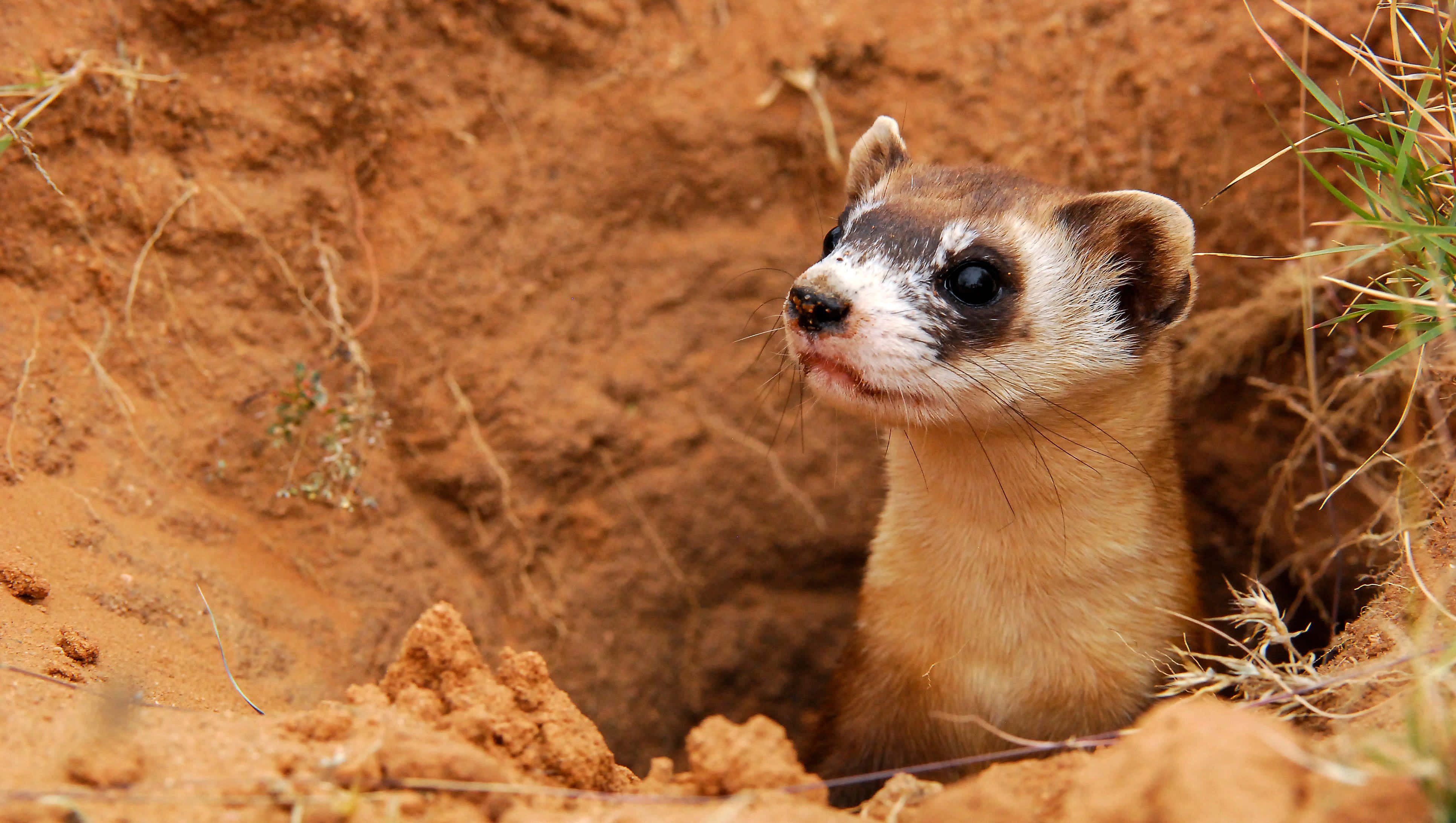 Ferret 桌布 壁紙 — 一隻黑腳雪貂好奇地從乾燥紅褐色泥土的洞穴中探出頭來，周圍稀疏地長著草。