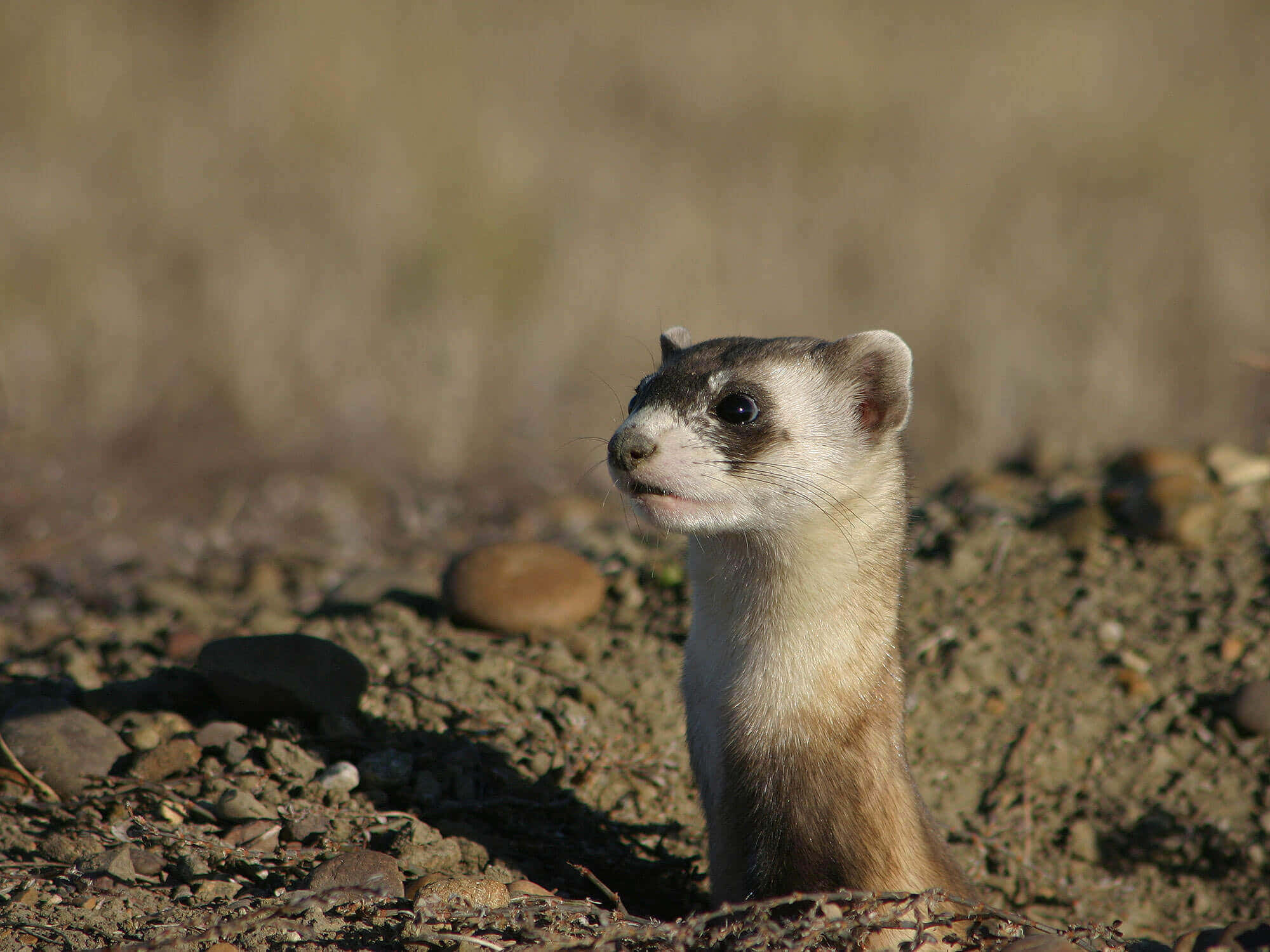 Ferret 桌布 壁紙 — 一隻黑腳雪貂好奇地從陽光普照的岩石田野中的洞穴入口探出頭來。