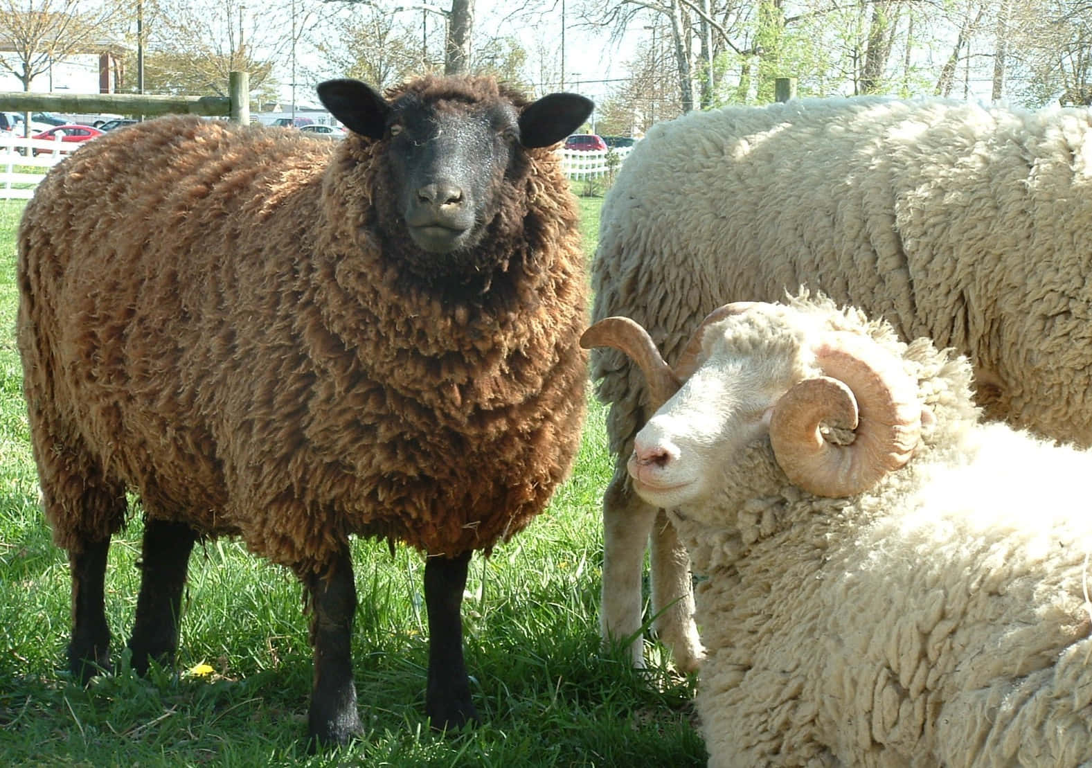 farm animals 桌布 壁紙 — 一隻黑臉棕色綿羊警覺地站在一隻有大型彎曲角的白公羊旁邊，在陽光明媚的草地上。