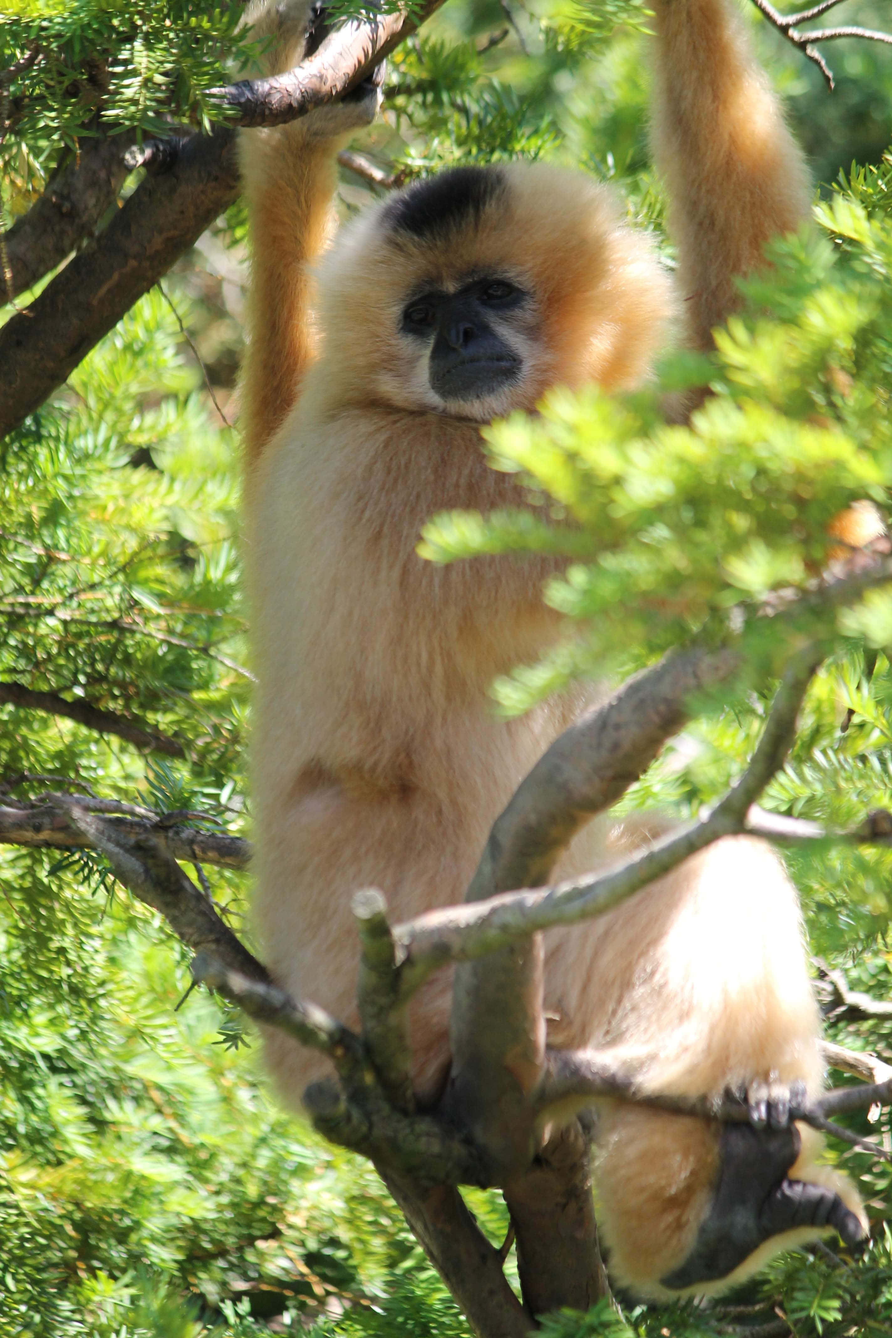 Android Gibbon 桌布 壁紙 — 一隻黑臉金絲猴在明亮的日光下，懸掛在充滿活力的綠葉樹枝間。