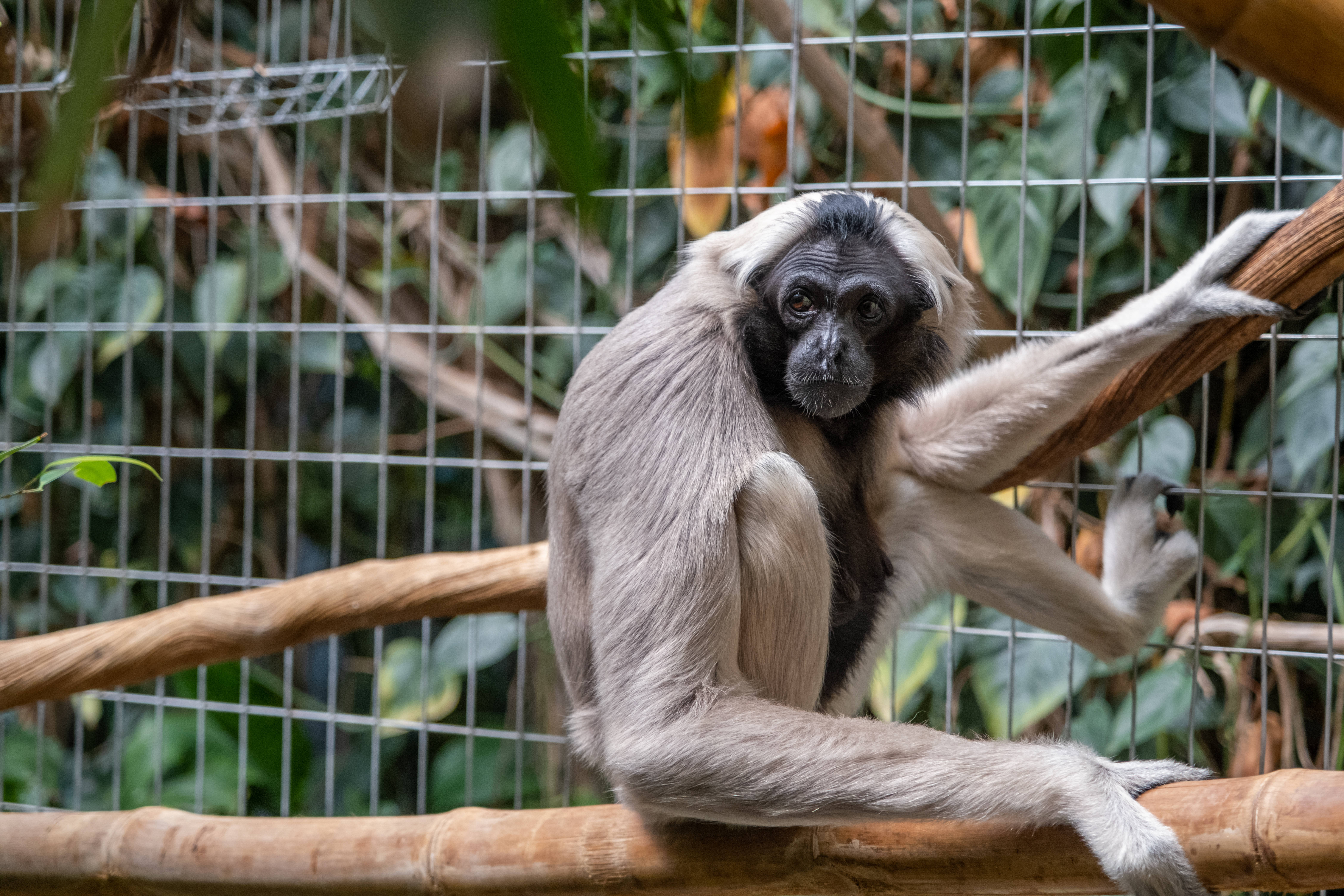 Gibbon 桌布 壁紙 — 一隻黑臉長臂猿，毛色淺灰，抓住竹枝，身處鐵絲網圍欄內，周圍是茂密的綠色樹葉。