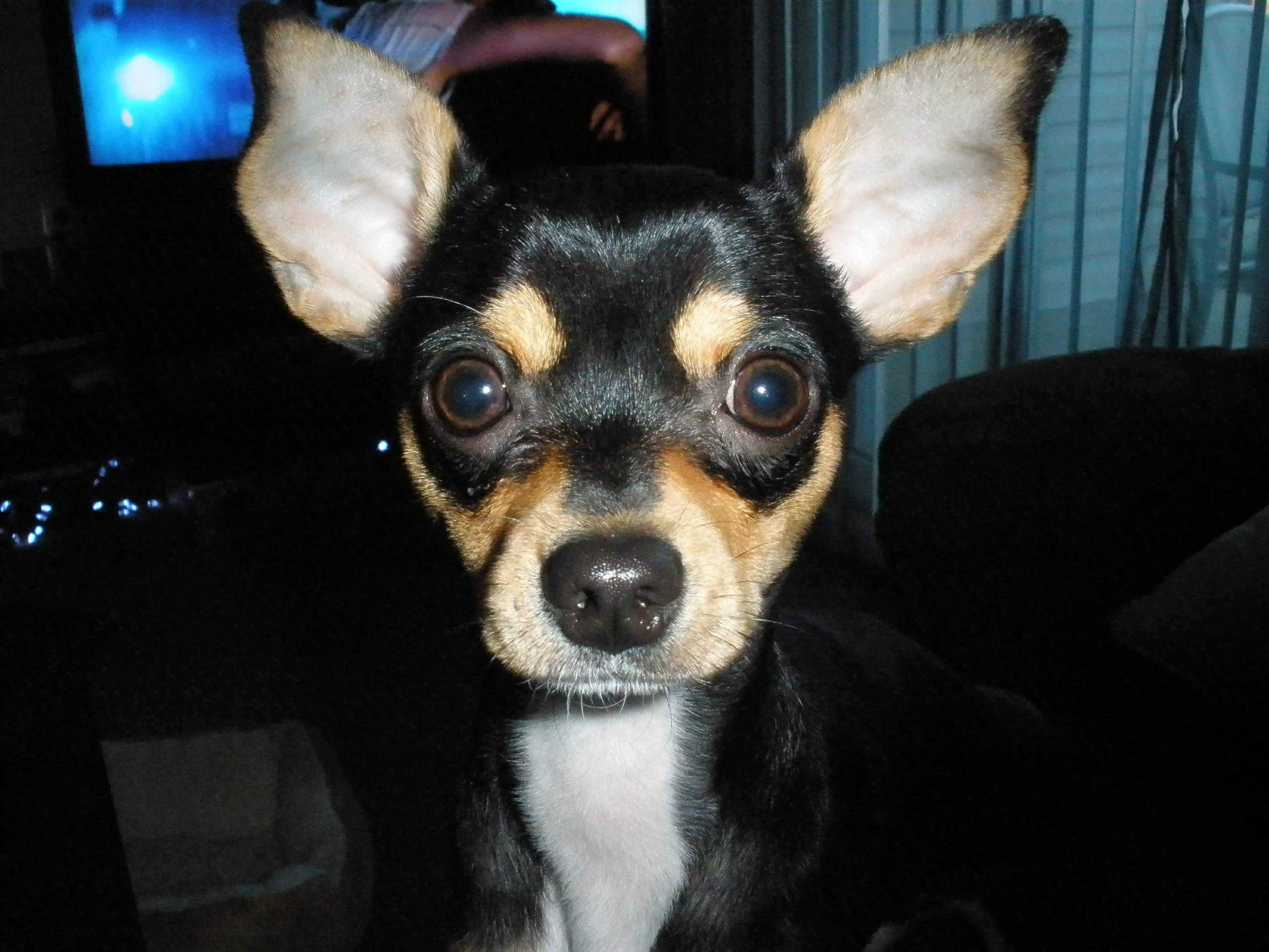 Chihuahua 桌布 壁紙 — 一隻黑色、棕褐色和白色的吉娃娃，有大耳朵，在昏暗的房間裡專注地盯著相機的特寫。