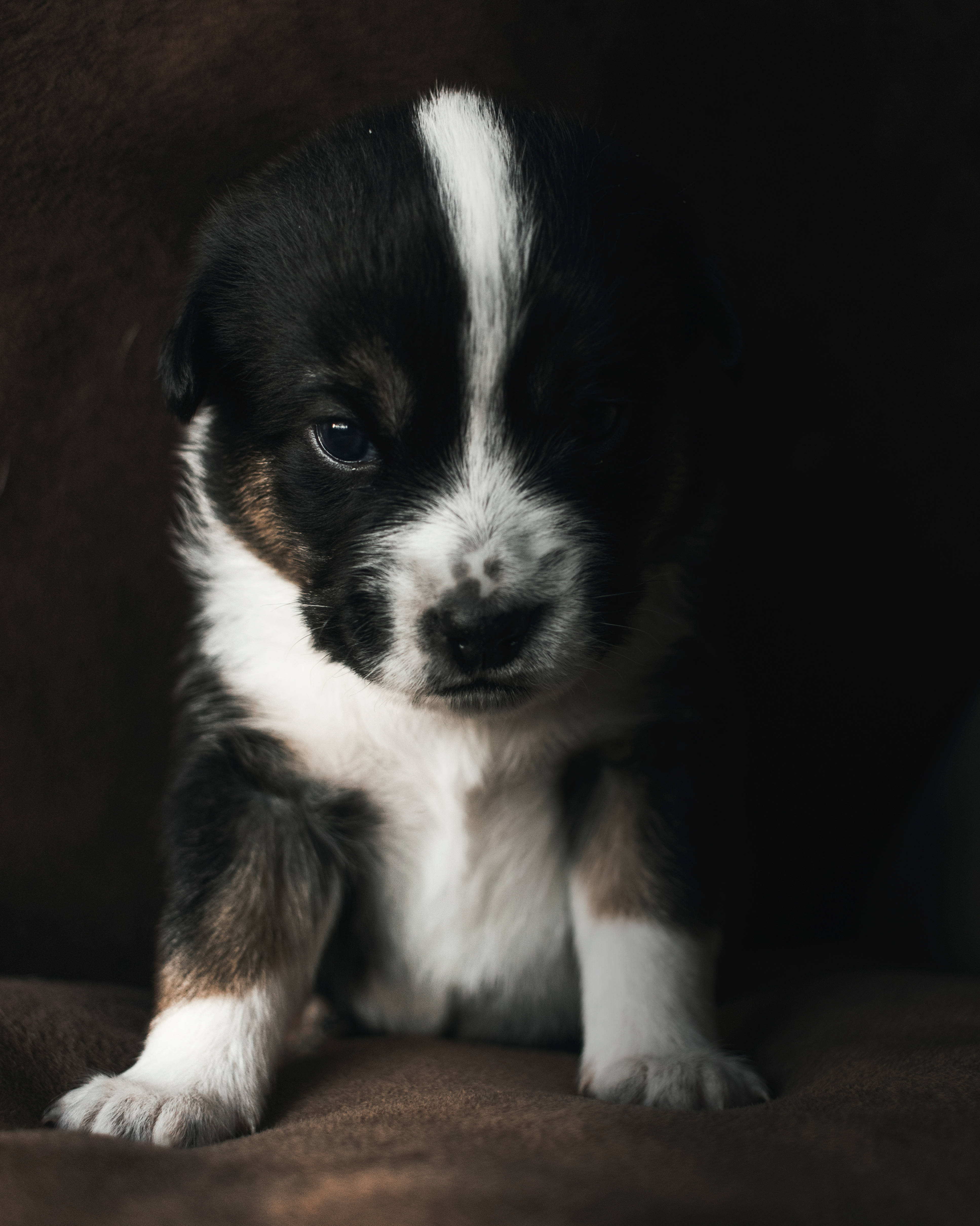 Cute Puppy 桌布 壁紙 — 一隻黑色、白色和棕褐色的小狗警覺地坐在棕色紋理表面上，柔和的光線突顯了牠好奇的表情。