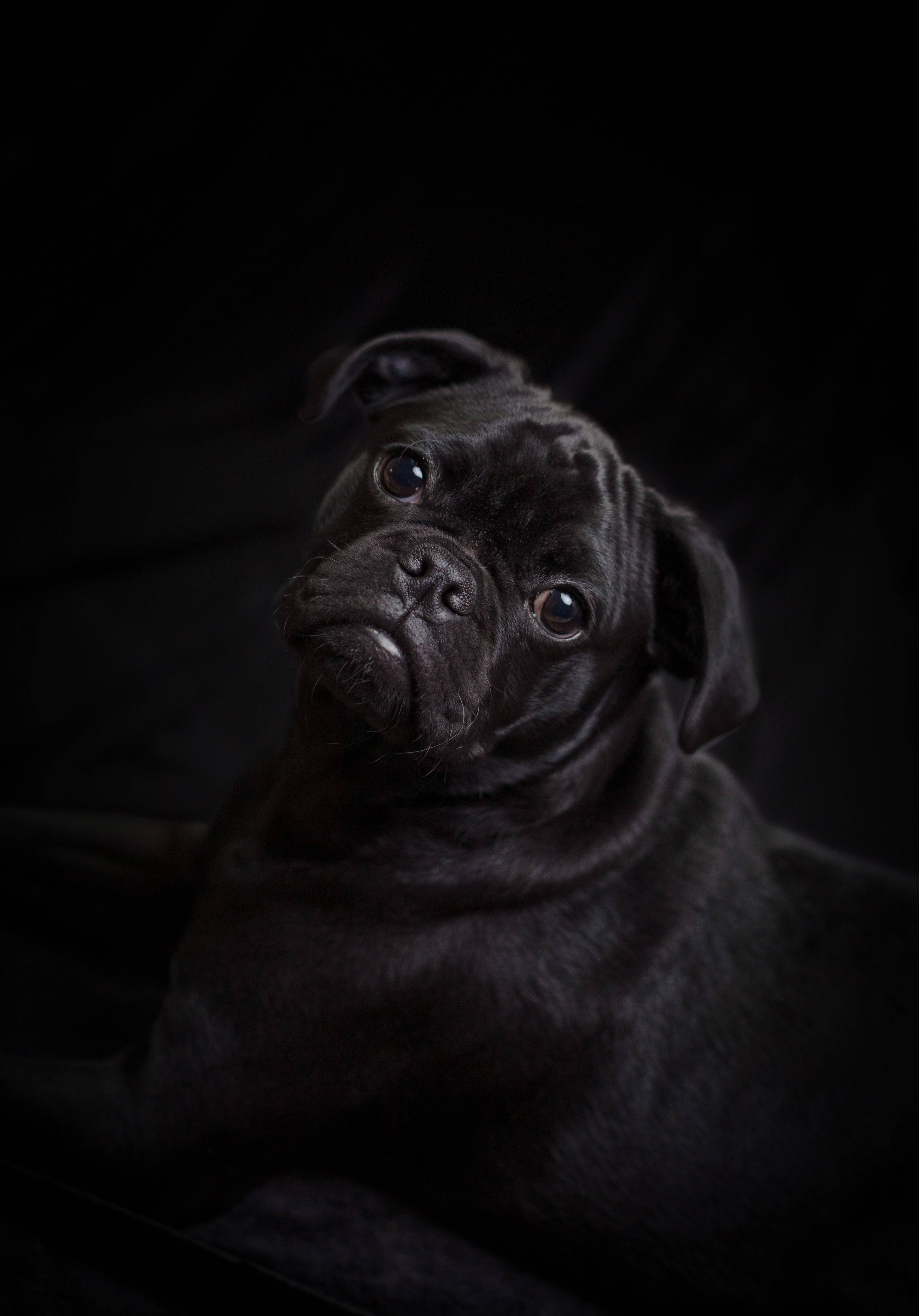 可愛黑色動圖 桌布 壁紙 — 一隻黑色八哥犬，眼神充滿表情，在戲劇性的肖像中向上凝視著純黑色背景。