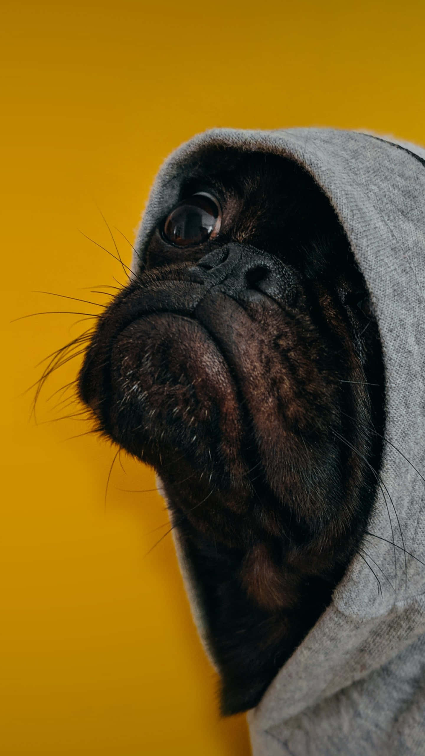 funny animals 桌布 壁紙 — 一隻黑色八哥犬從灰色連帽衫中探出頭來，背景是鮮豔的黃色。
