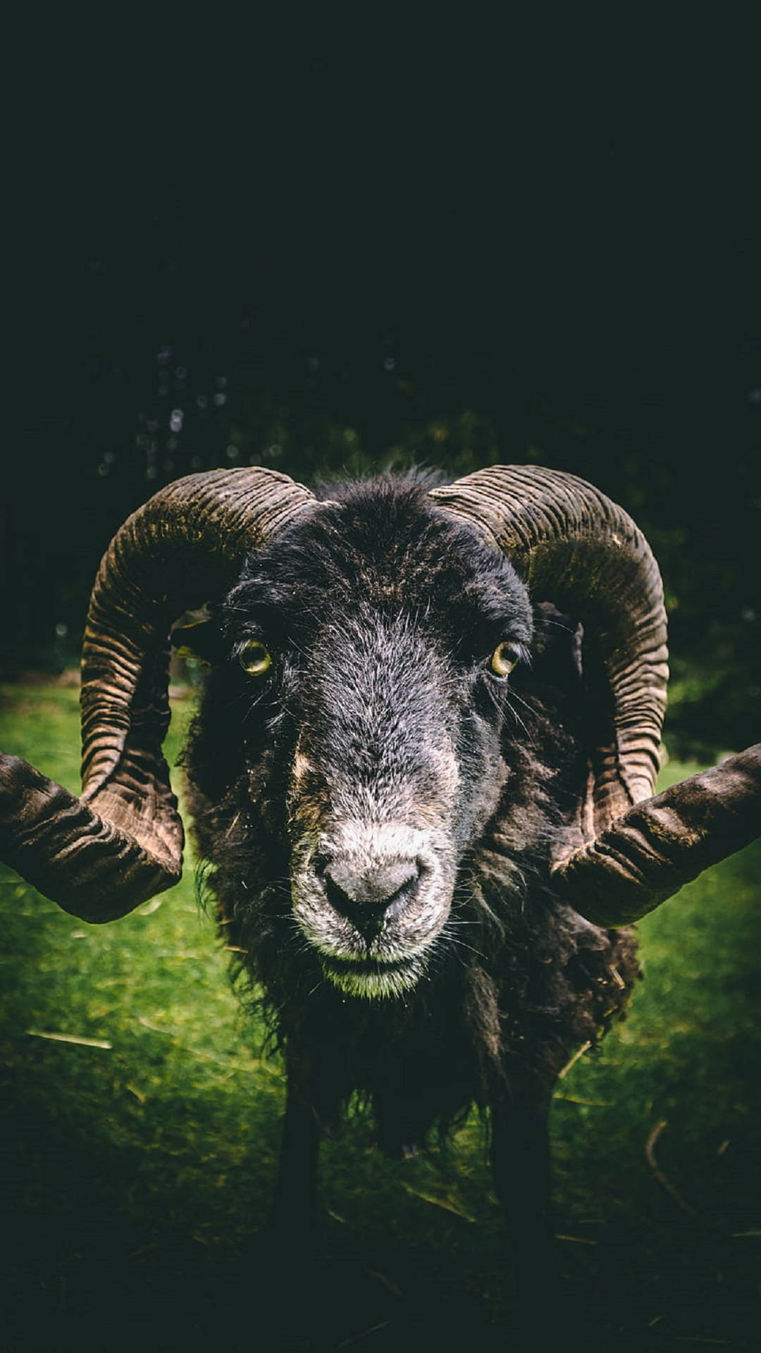 Goat 桌布 壁紙 — 一隻黑色公羊在黑暗的草地上，長著巨大的彎曲角，直視鏡頭的特寫。