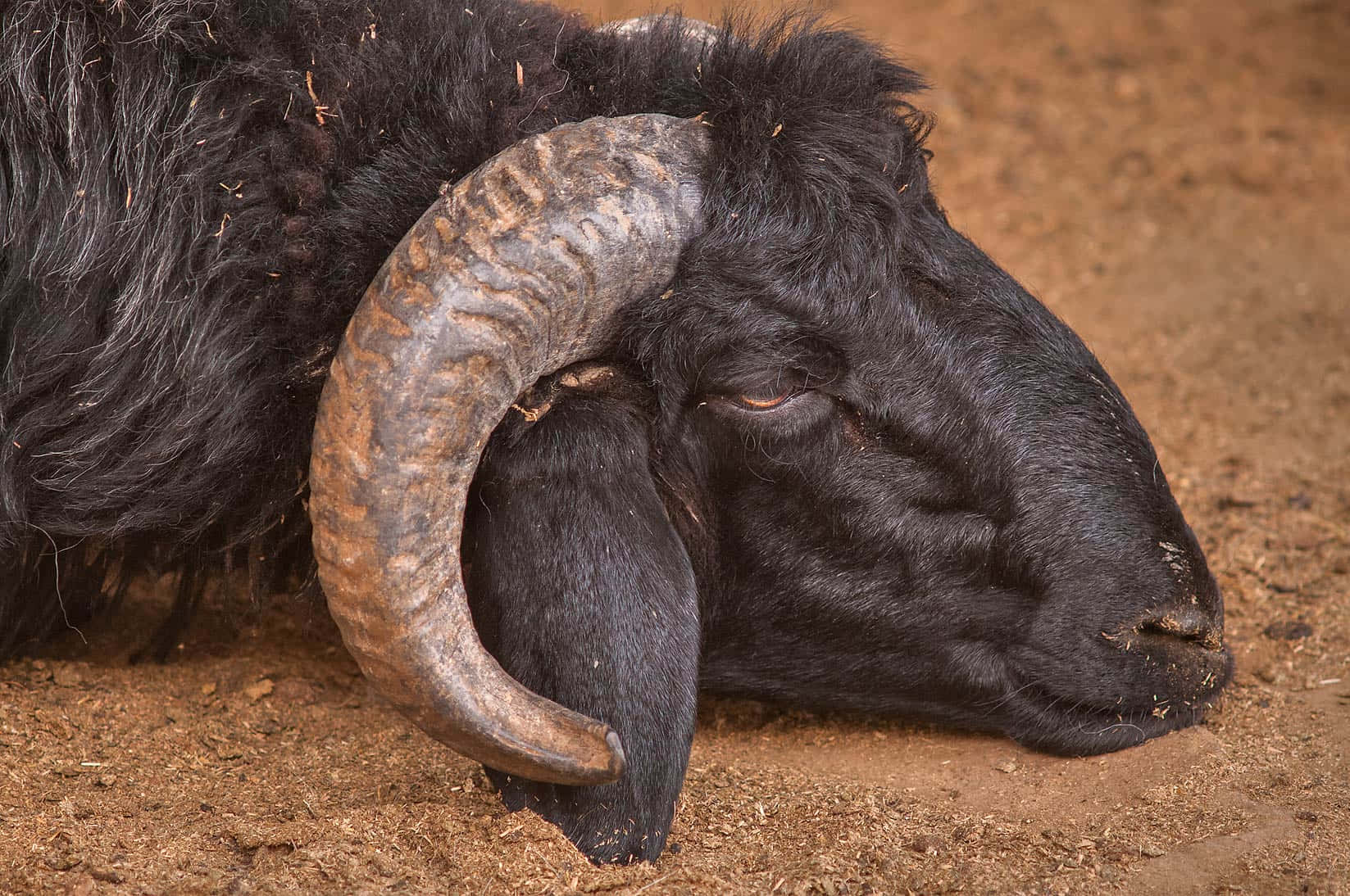 Black Sheep 桌布 壁紙 — 一隻黑色公羊特寫，擁有大型彎曲羊角，在佈滿灰塵的地面上平靜地休息。