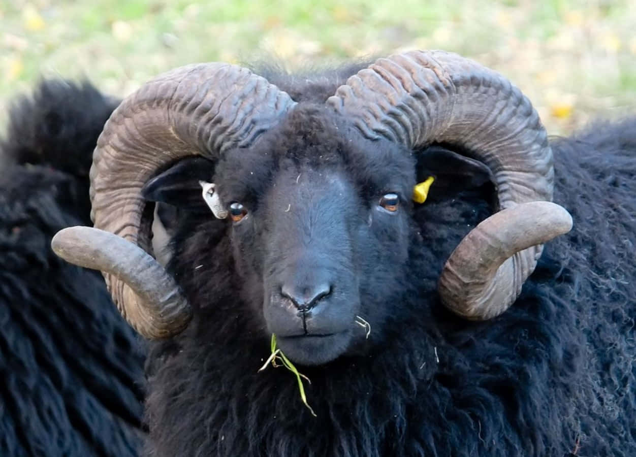 Black Sheep 桌布 壁紙 — 一隻黑色公羊的近距離特寫，擁有巨大的彎曲角和黃色耳標，正在咀嚼草。