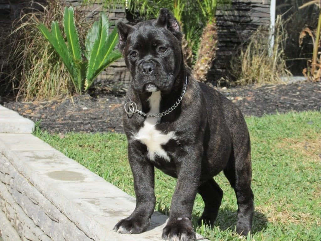 卡斯羅犬 桌布 壁紙 — 一隻黑色卡斯羅幼犬，胸前有白色毛髮，警覺地站在陽光花園的石階上。