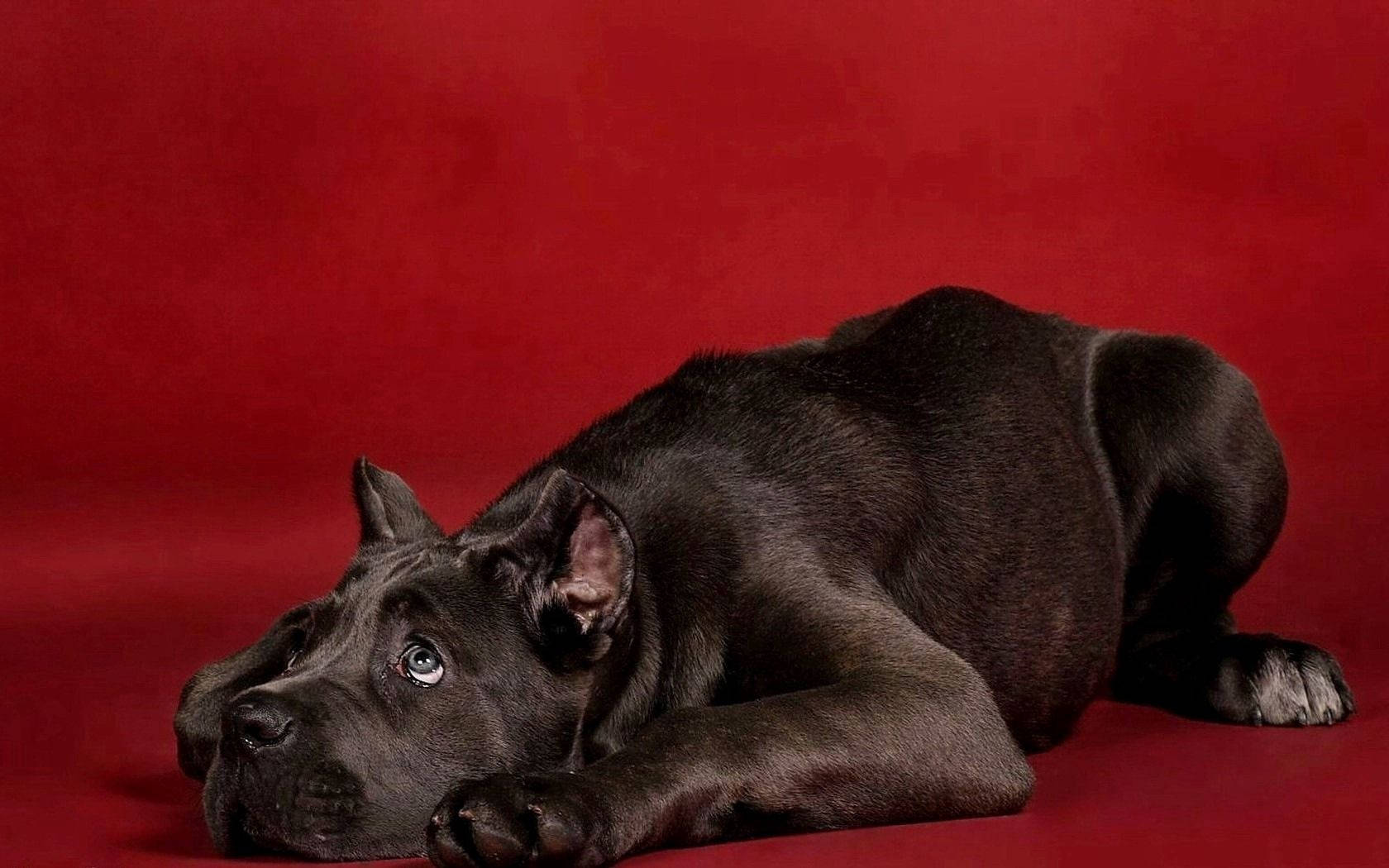 Brown 桌布 壁紙 — 一隻黑色卡斯羅幼犬放鬆地躺在豐富的紅色工作室背景上，帶有靈魂的藍色眼睛向上凝視。