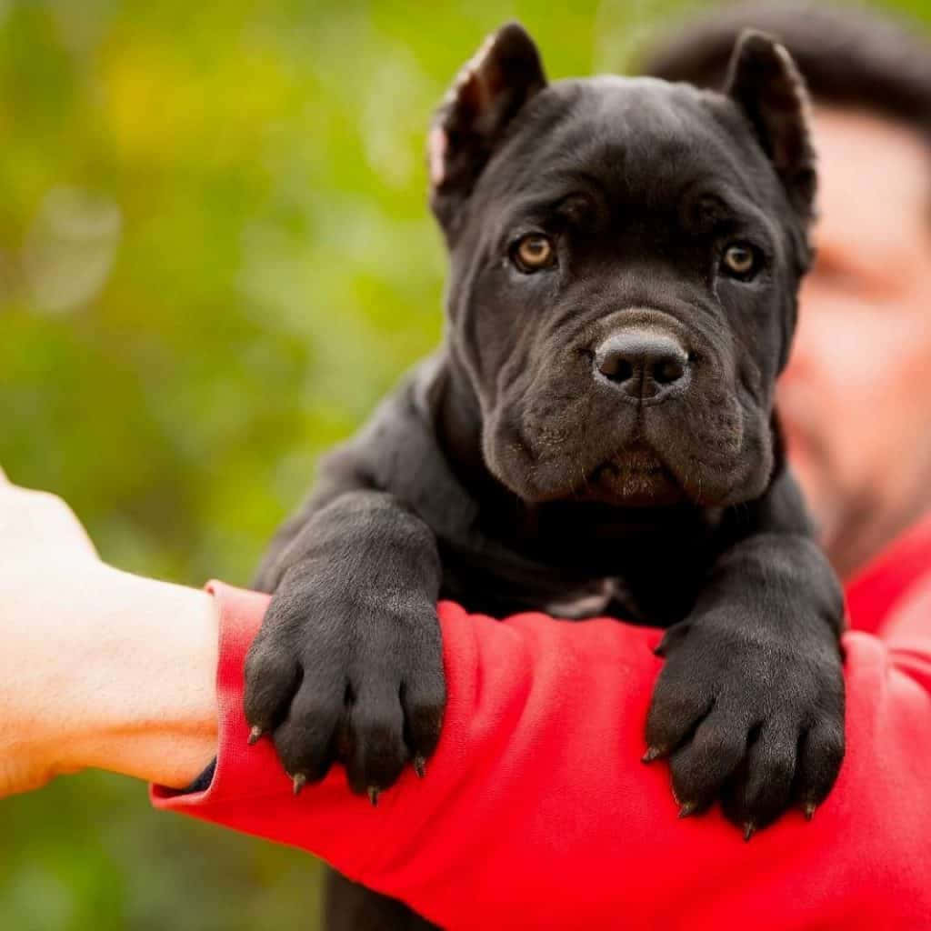 卡斯羅犬 桌布 壁紙 — 一隻黑色卡斯羅幼犬豎起警覺的耳朵，金色眼睛，在柔和的綠色模糊背景前，躺在一個人的紅色袖子上休息。