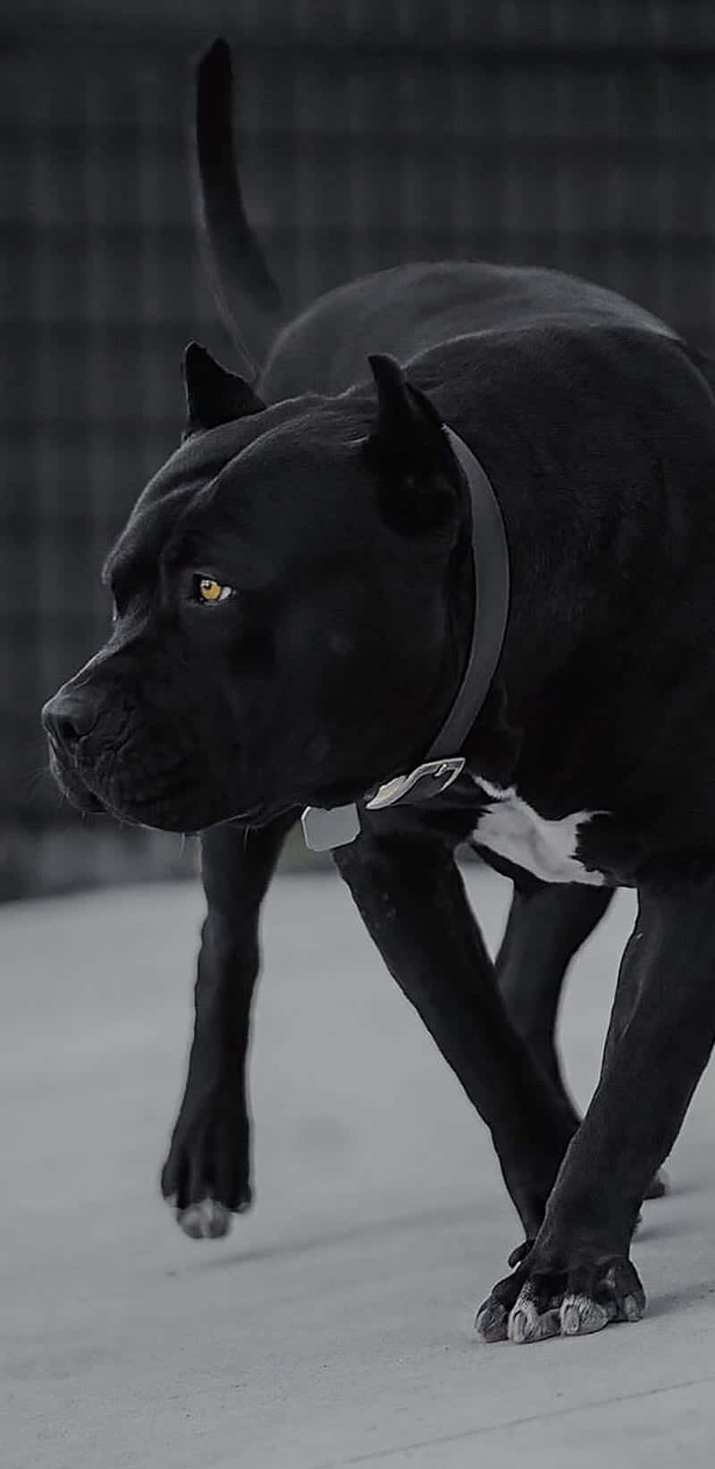 狗 桌布 壁紙 — 一隻黑色卡斯羅犬，擁有引人注目的琥珀色眼睛，在模糊的鐵絲網背景襯托下，在混凝土表面上向前邁步。