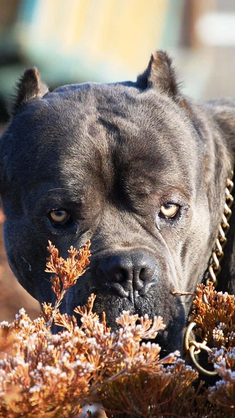 卡斯羅犬 桌布 壁紙 — 一隻黑色卡斯羅犬的特寫，牠有強烈琥珀色眼睛，在結霜的橙色樹葉間窺視。