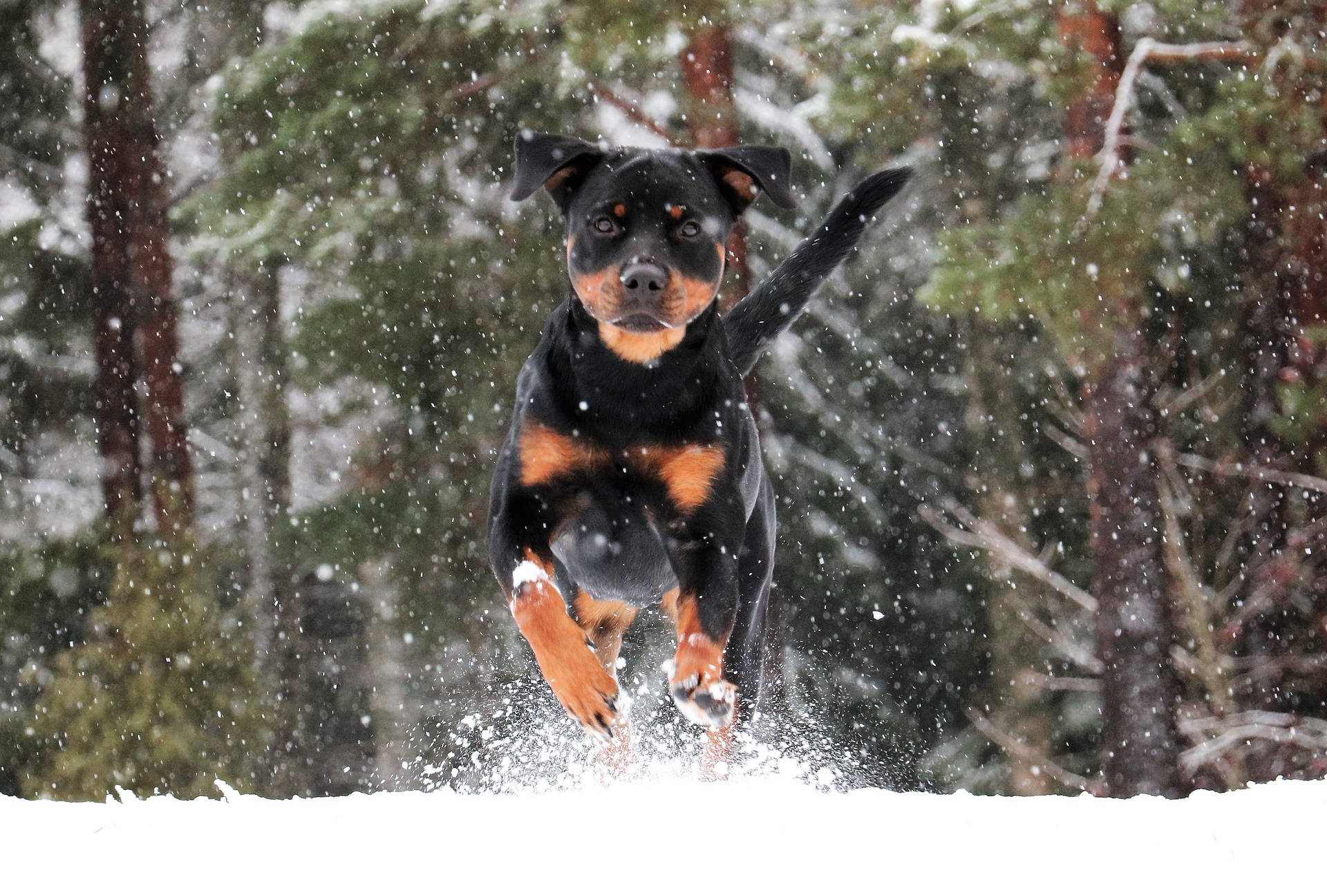 羅威那犬 桌布 壁紙 — 一隻黑色和棕色的狗在松樹背景的雪地森林中跳過飄落的雪。