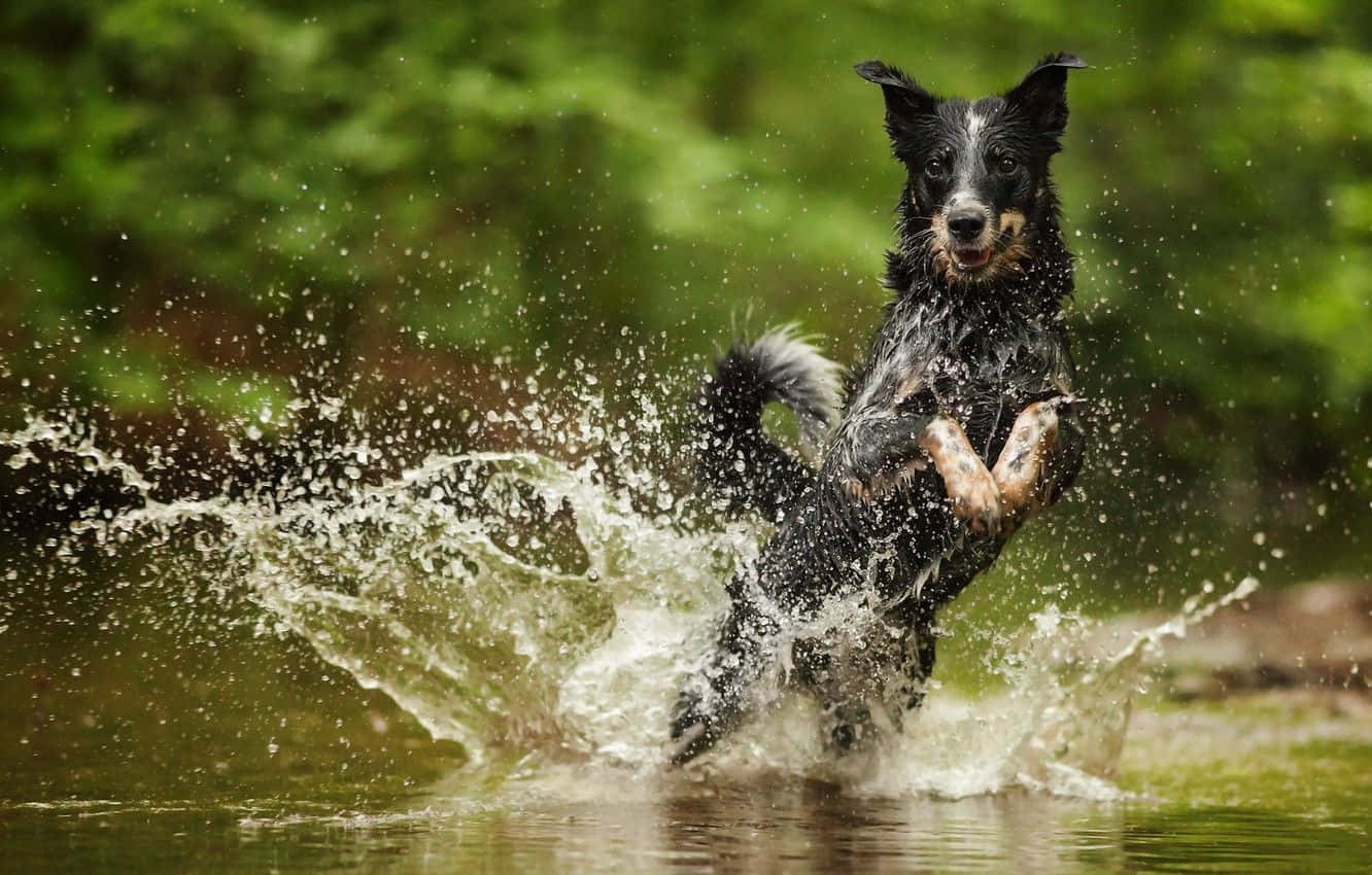 Australian Cattle Dog 桌布 壁紙 — 一隻黑色和棕色的狗跳過淺水，在茂密的綠色森林背景下濺起戲劇性的水花。