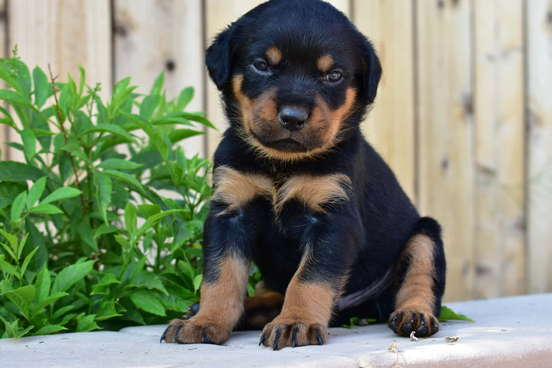 羅威那犬 桌布 壁紙 — 一隻黑色和棕色的羅威納幼犬專注地坐在混凝土表面上，旁邊有綠色植物，後面有木柵欄。