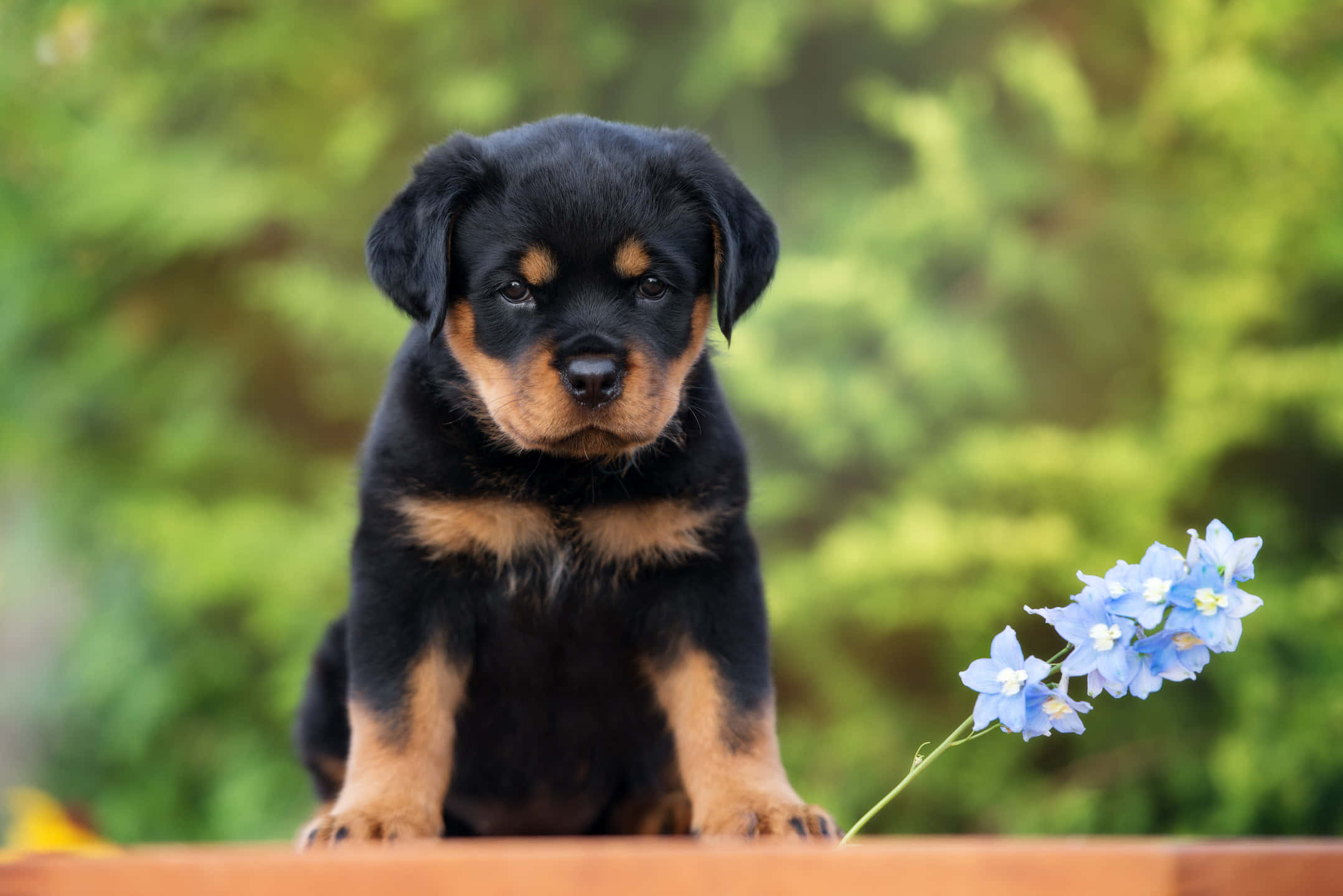 羅威那犬 桌布 壁紙 — 一隻黑色和棕色的羅威納犬幼犬專注地坐在一枝藍色花朵旁邊，背景是柔和的綠色模糊效果。