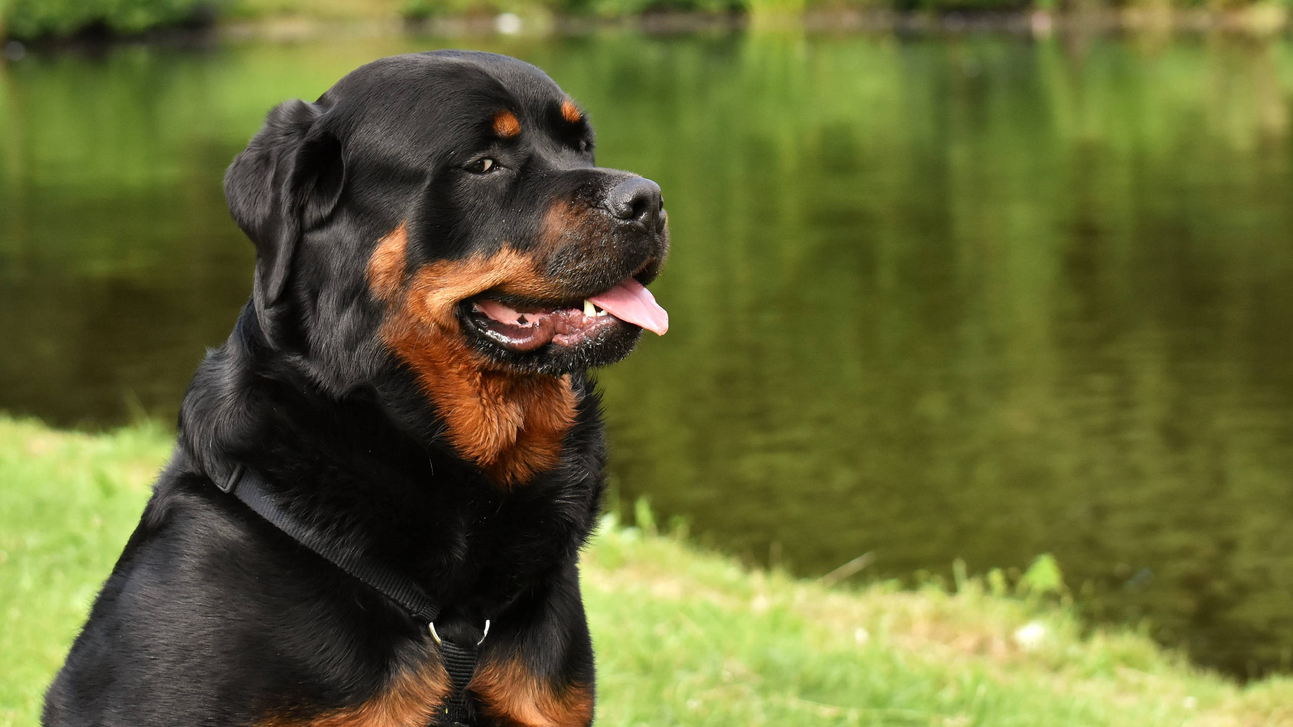 羅威那犬 桌布 壁紙 — 一隻黑色和棕色的羅威納犬警覺地坐在草叢岸邊平靜的綠色池塘旁。