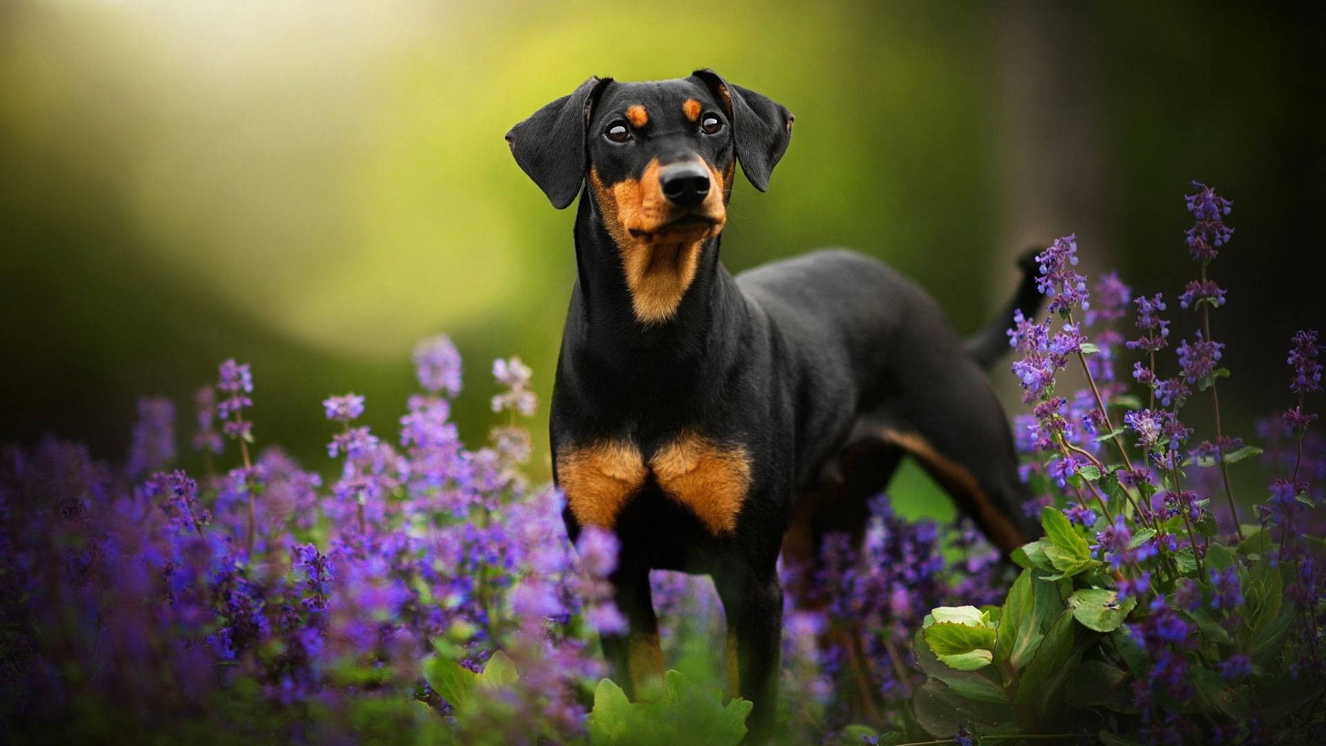 Doberman 桌布 壁紙 — 一隻黑色和棕色的臘腸犬在陽光明媚的森林空地中，在充滿活力的紫色野花中警覺地站立。