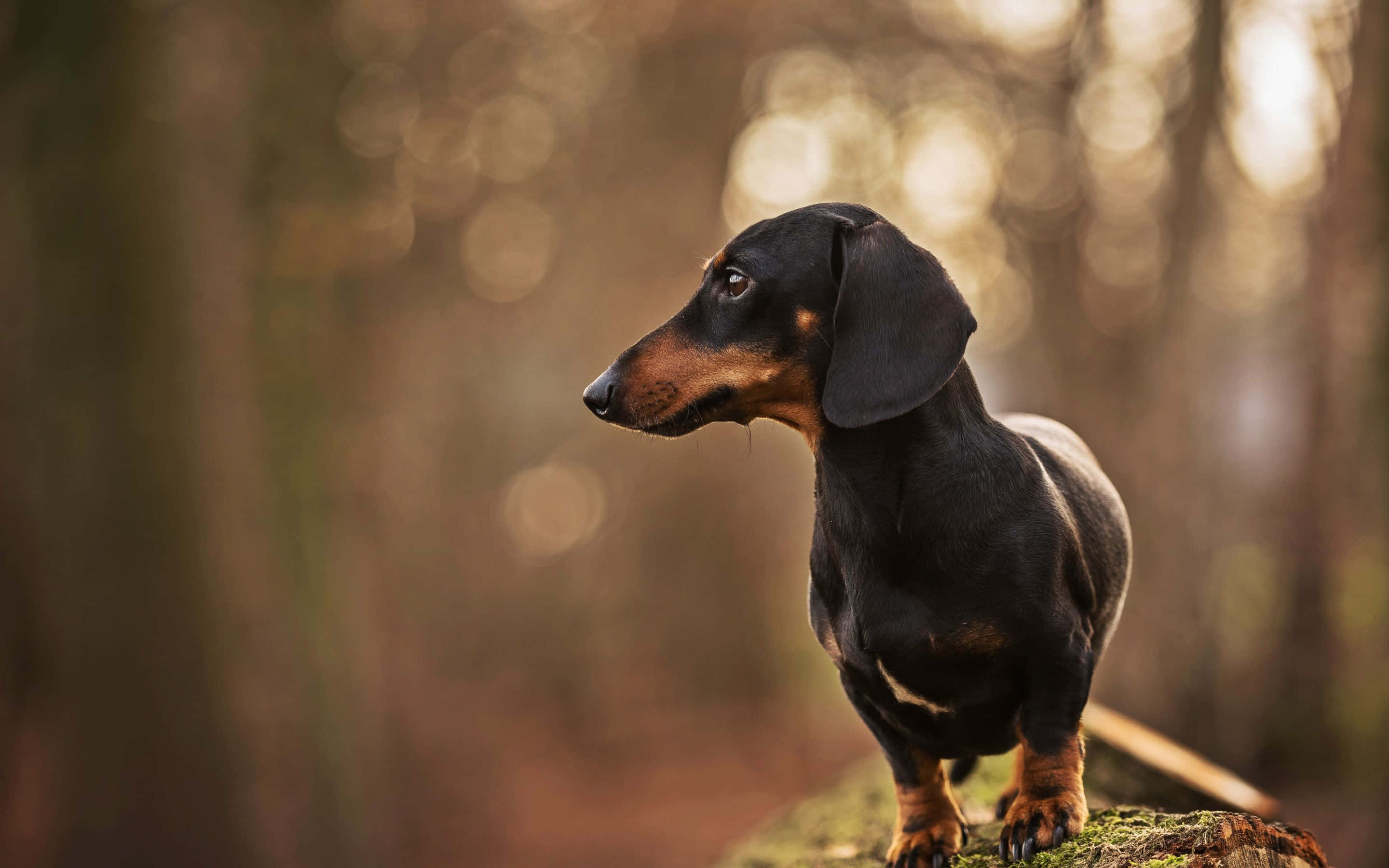 狗 桌布 壁紙 — 一隻黑色和棕色的臘腸犬警覺地站在陽光普照的森林中長滿苔蘚的木頭上，背景是柔和的散景。