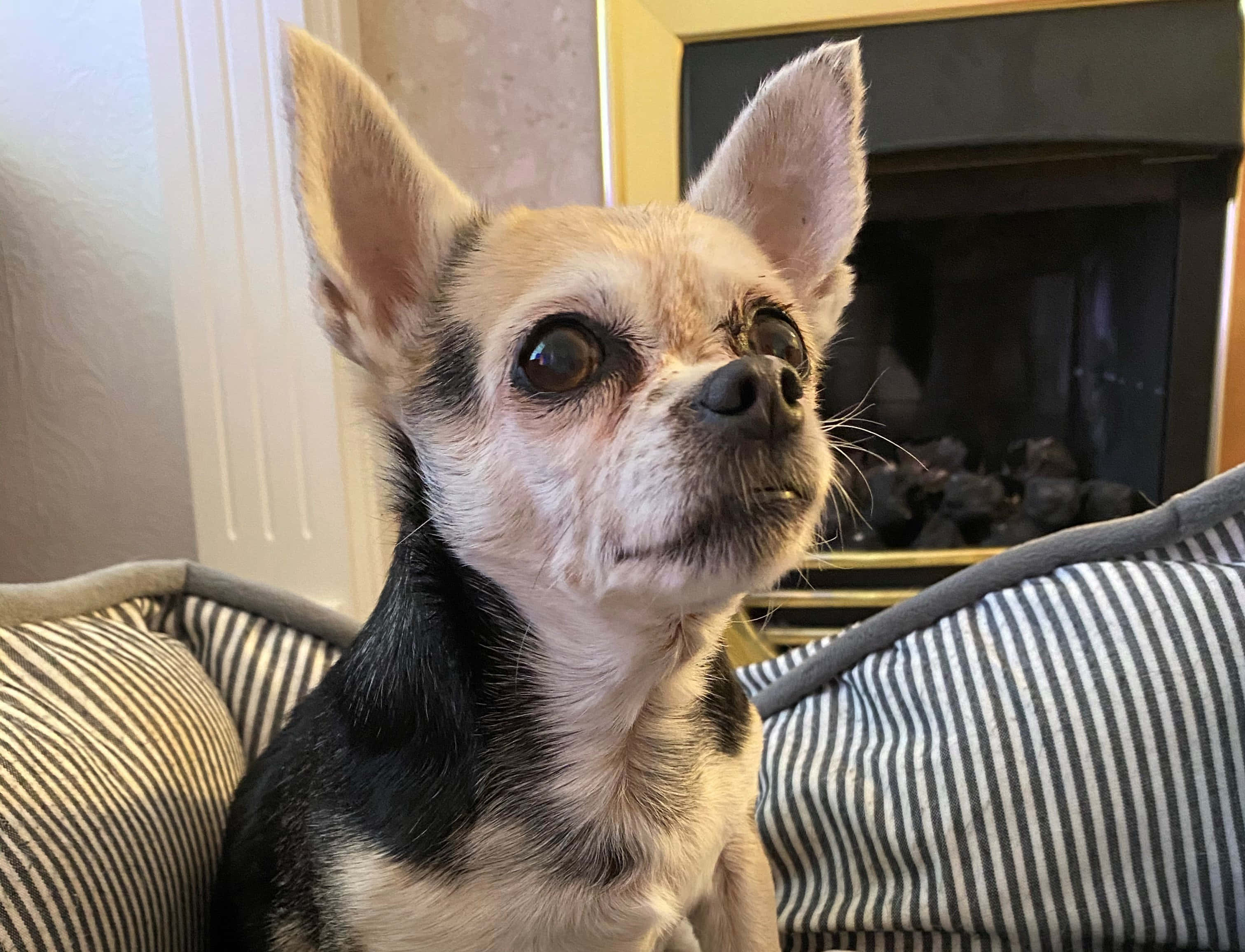 Chihuahua 桌布 壁紙 — 一隻黑色和棕褐色、擁有大而富表情眼睛的吉娃娃，警覺地坐在壁爐附近的條紋坐墊上。