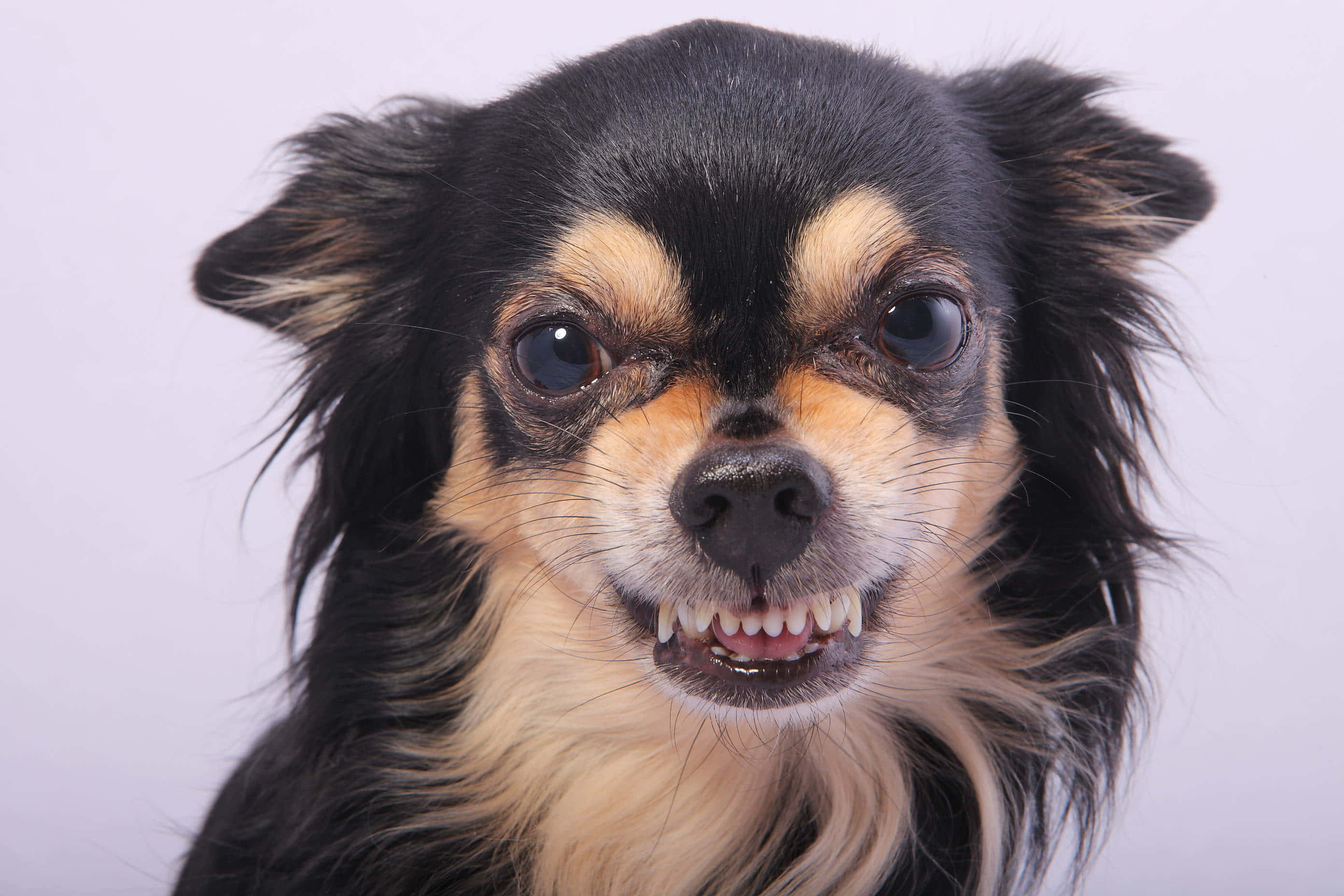 Chihuahua 桌布 壁紙 — 一隻黑色和棕褐色吉娃娃的近距離特寫，露出牙齒，眼神銳利，背景為純白色。