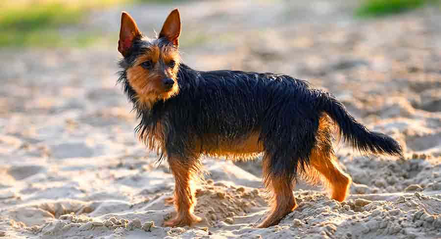 Terrier Dog 桌布 壁紙 — 一隻黑色和棕褐色毛髮的小型硬毛犬在陽光照耀的沙灘上警覺地站立，耳朵豎起，目光專注。