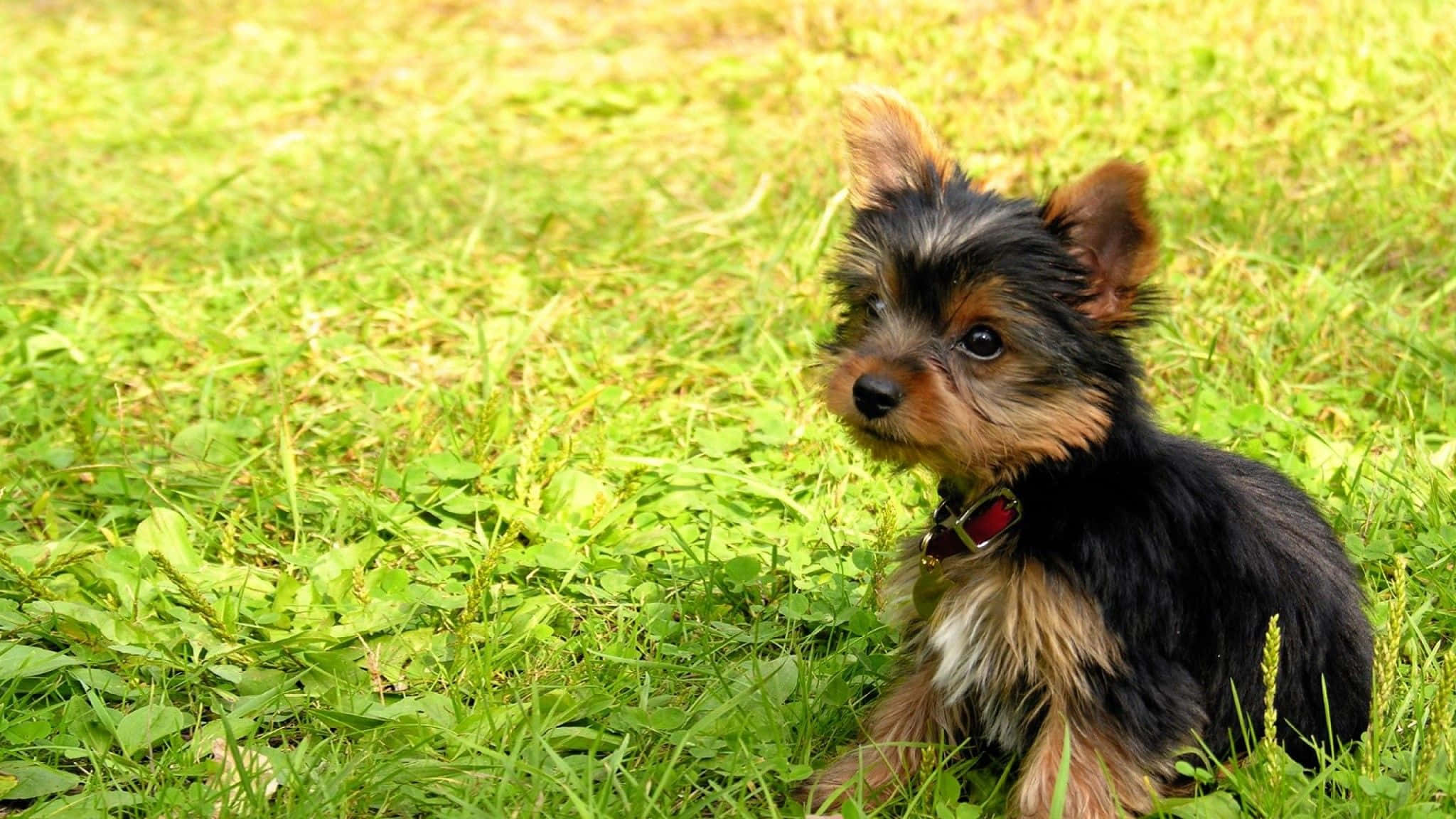 Teacup Yorkie 桌布 壁紙 — 一隻黑色和棕褐色毛髮的小約克夏㹴幼犬在明亮的陽光下警覺地坐在充滿活力的綠草中。