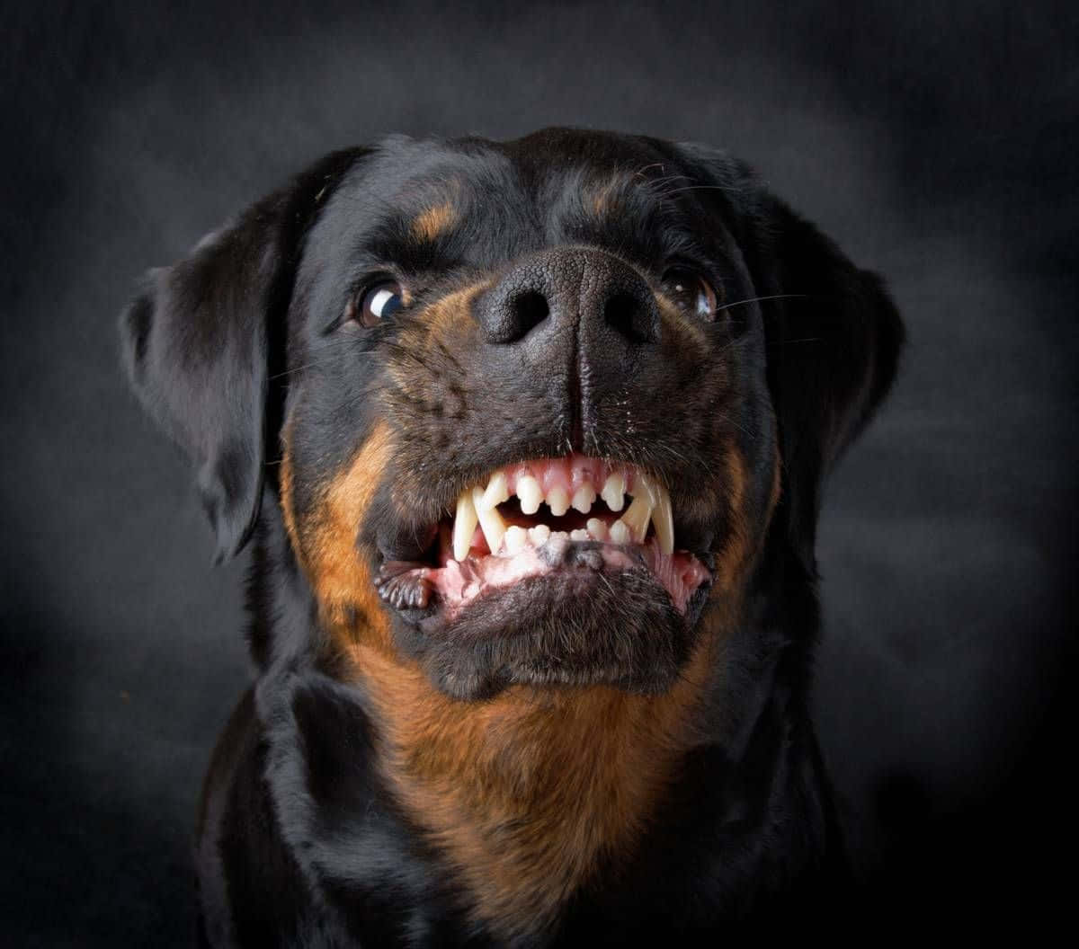 羅威那犬 桌布 壁紙 — 一隻黑色和棕褐色毛髮的羅威納犬在黑暗煙霧背景中露出牙齒，呈現兇猛的近距離特寫。