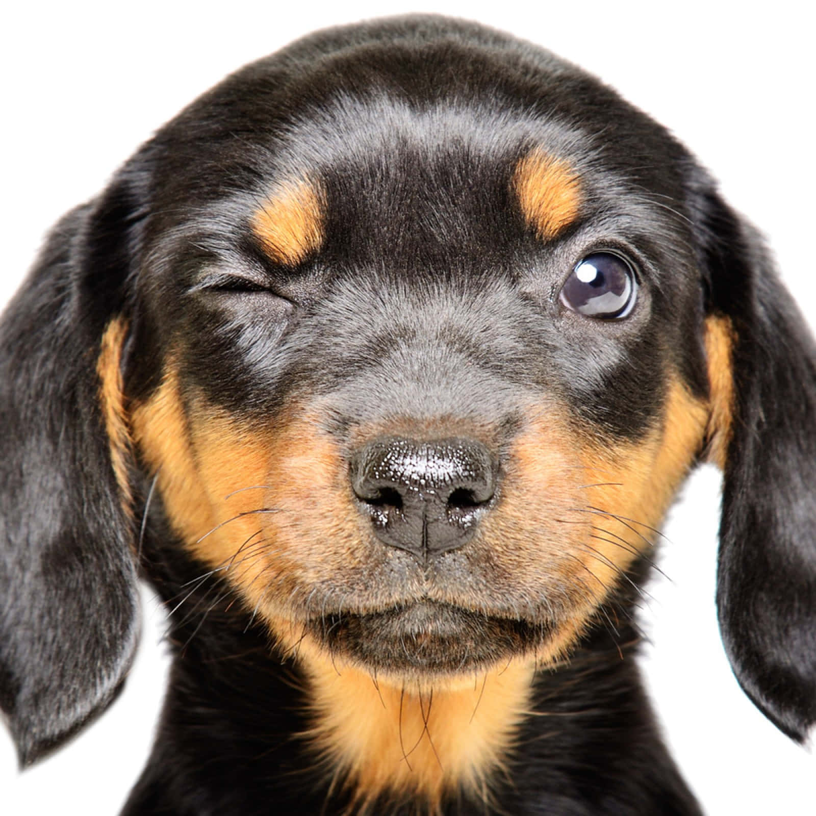 Puppies 桌布 壁紙 — 一隻黑色和棕褐色的小狗在白色背景上單眼眨眼的特寫。