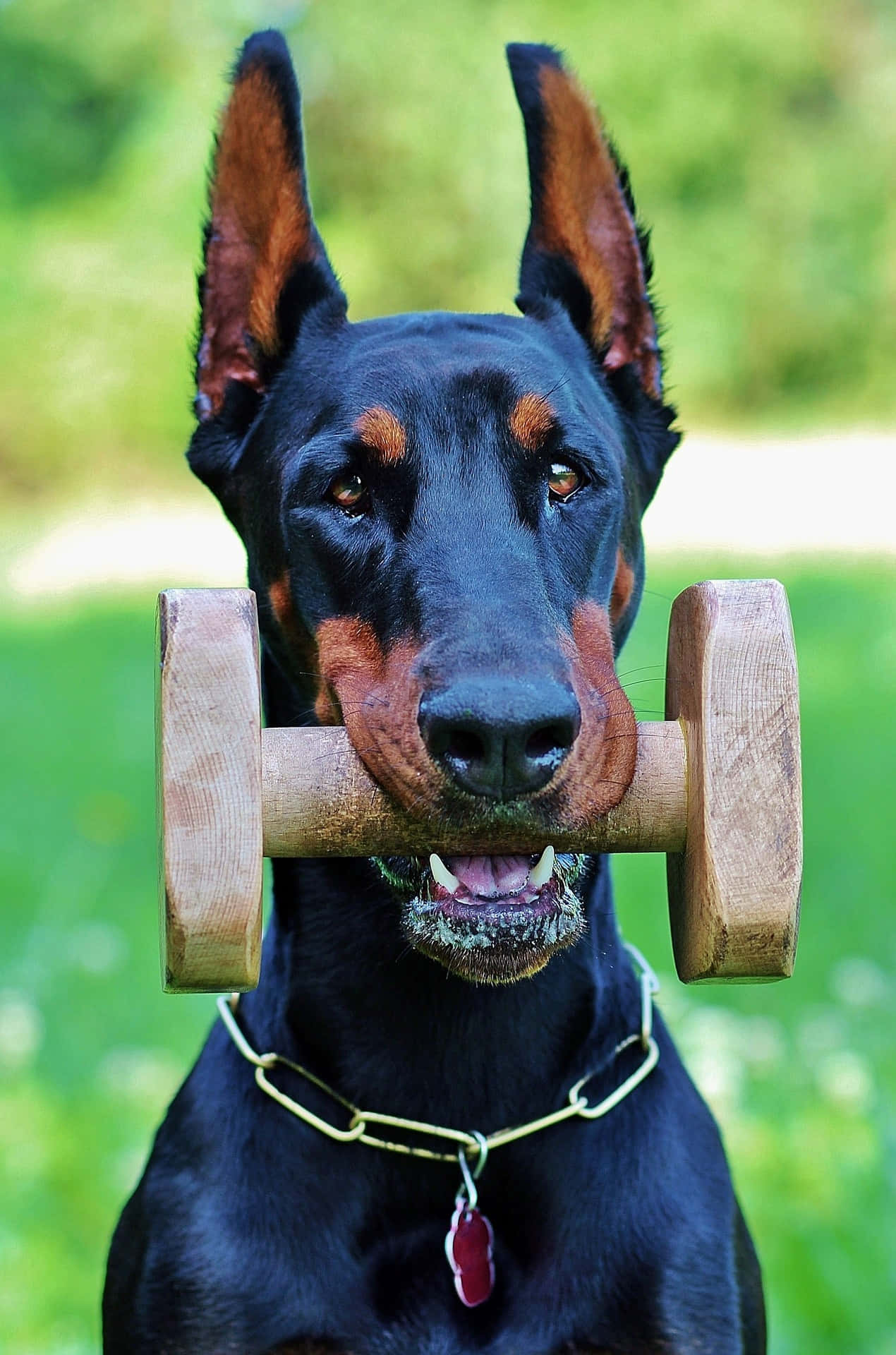 Doberman 桌布 壁紙 — 一隻黑色和棕褐色的杜賓犬叼著木製啞鈴，背景是明亮的綠色草地。
