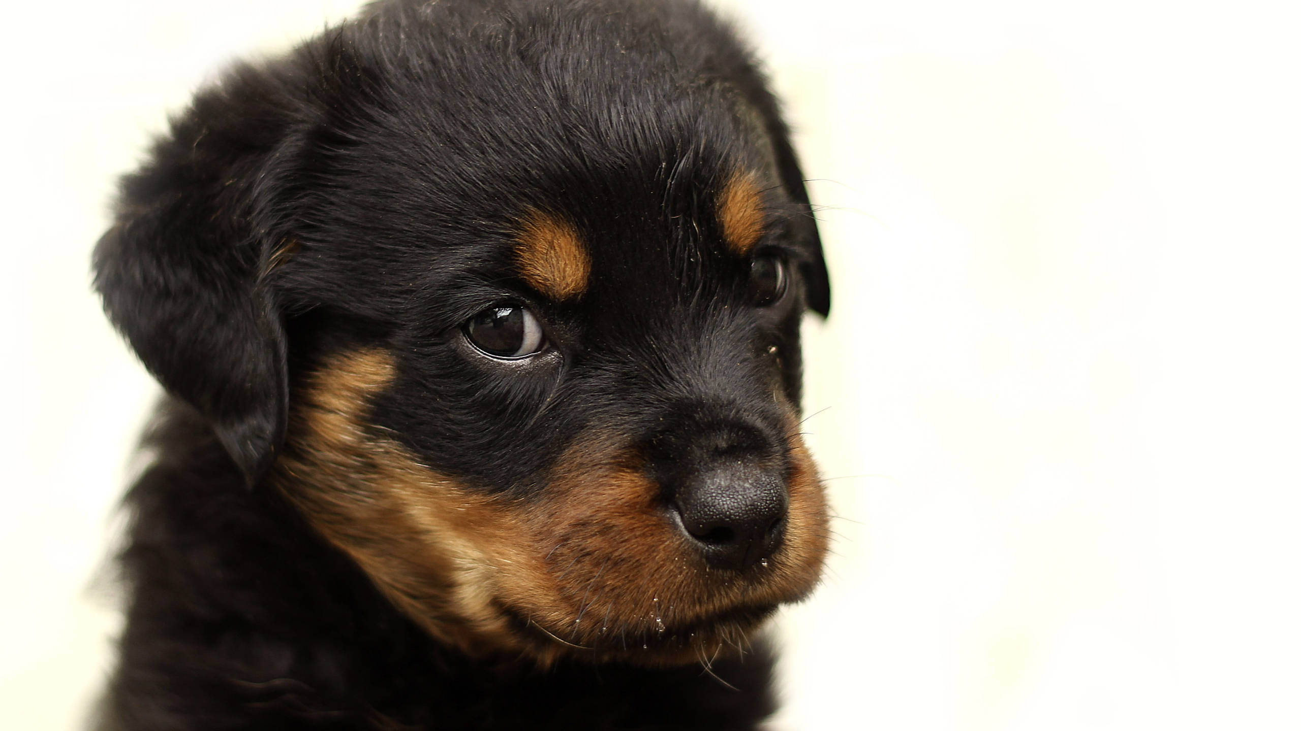 羅威那犬 桌布 壁紙 — 一隻黑色和棕褐色羅威納幼犬的特寫，毛髮柔軟，眼神深邃，背景為明亮的白色。