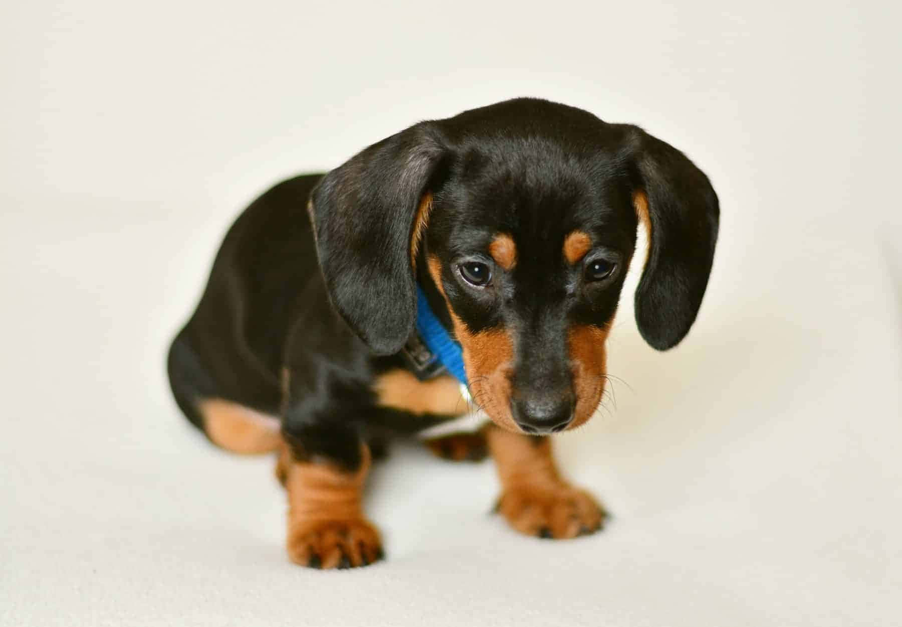 Dachshund Puppy 桌布 壁紙 — 一隻黑色和棕褐色臘腸犬幼犬，大眼睛和垂耳，坐在白色表面上，戴著藍色項圈。