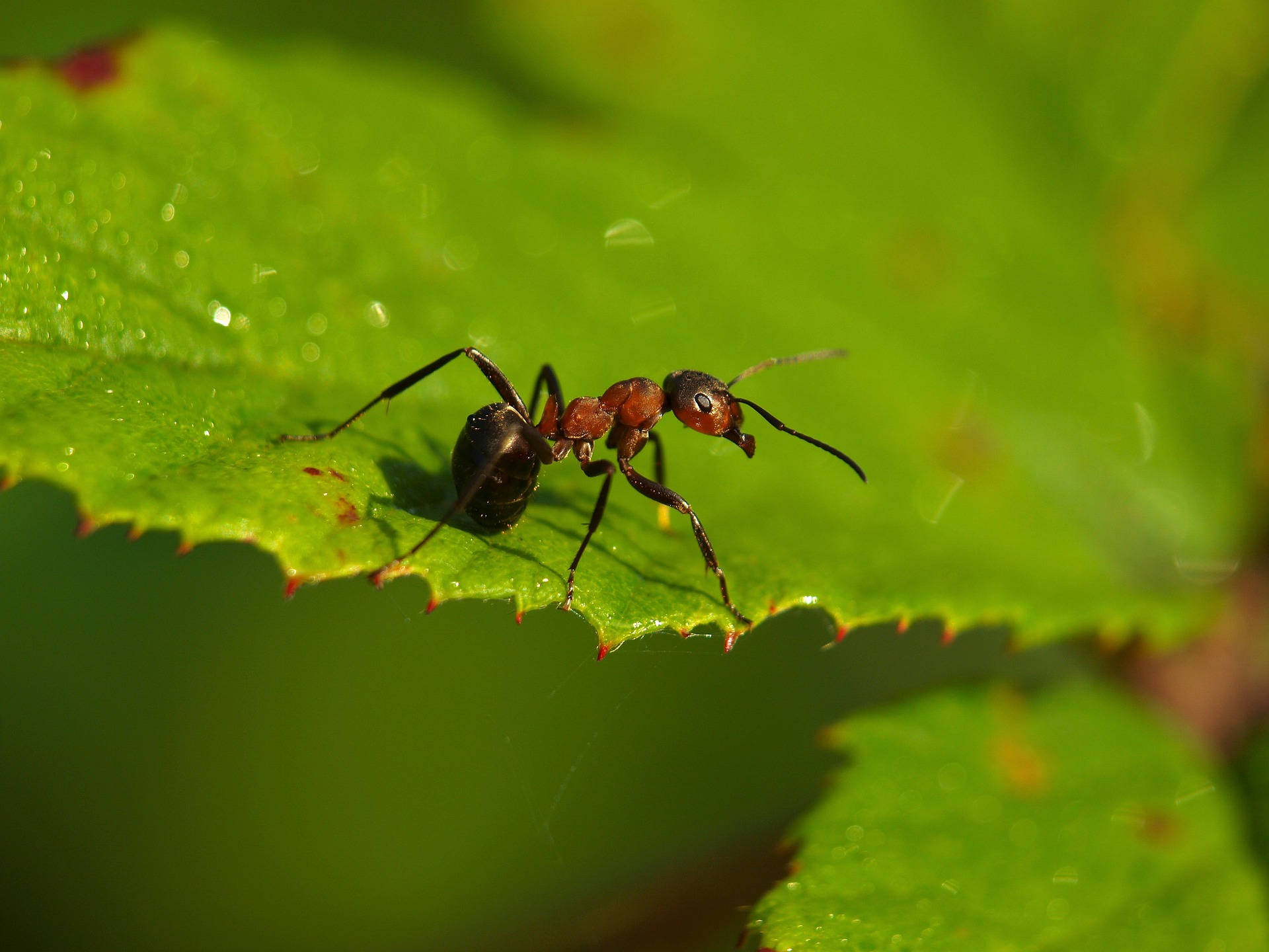 ant 桌布 壁紙 — 一隻黑色和紅褐色的螞蟻在帶有鋸齒邊緣的鮮綠色葉子上爬行的特寫照片。