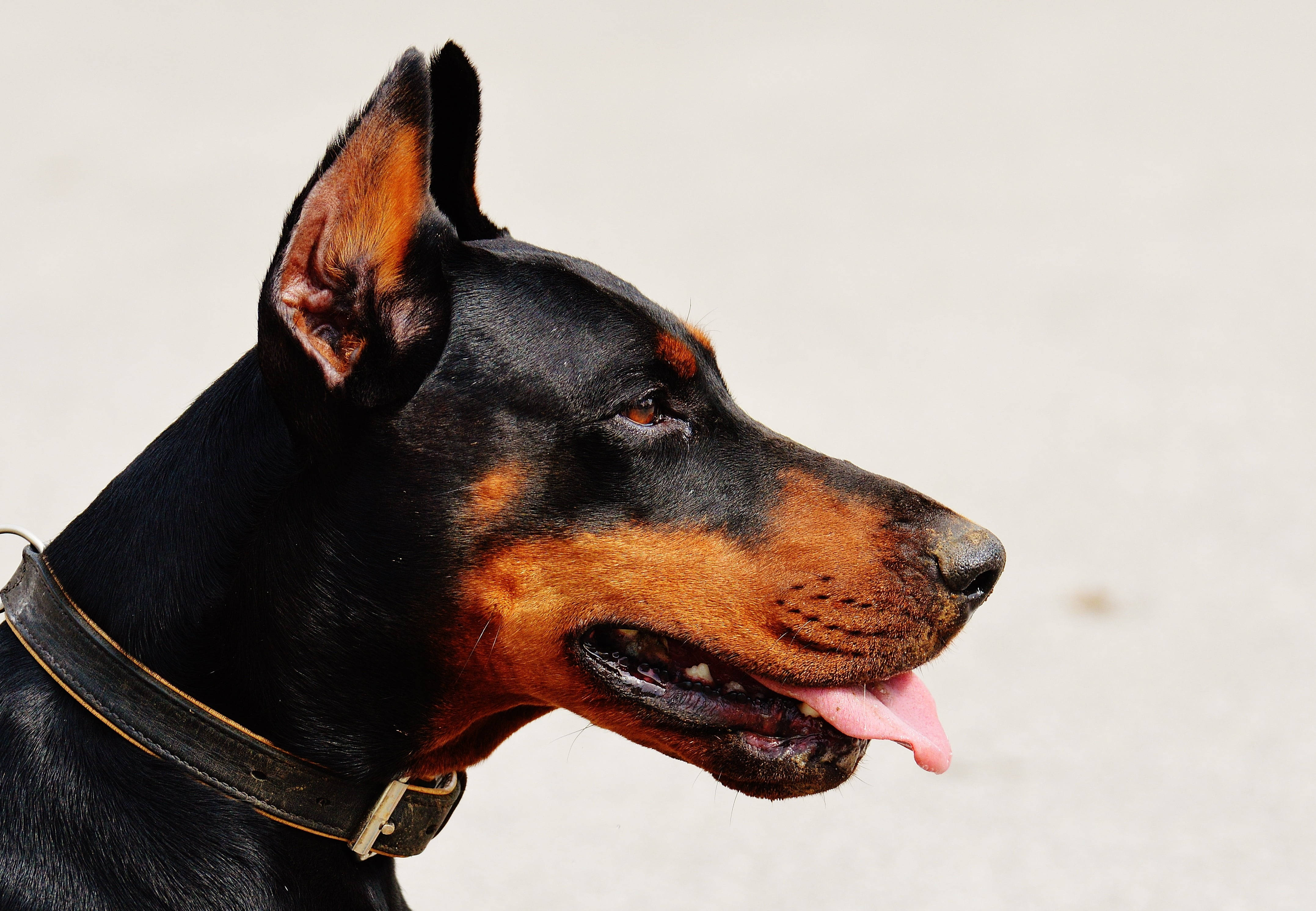 Doberman 桌布 壁紙 — 一隻黑色和鏽色毛髮的杜賓犬在純色背景下側面警覺地站立。