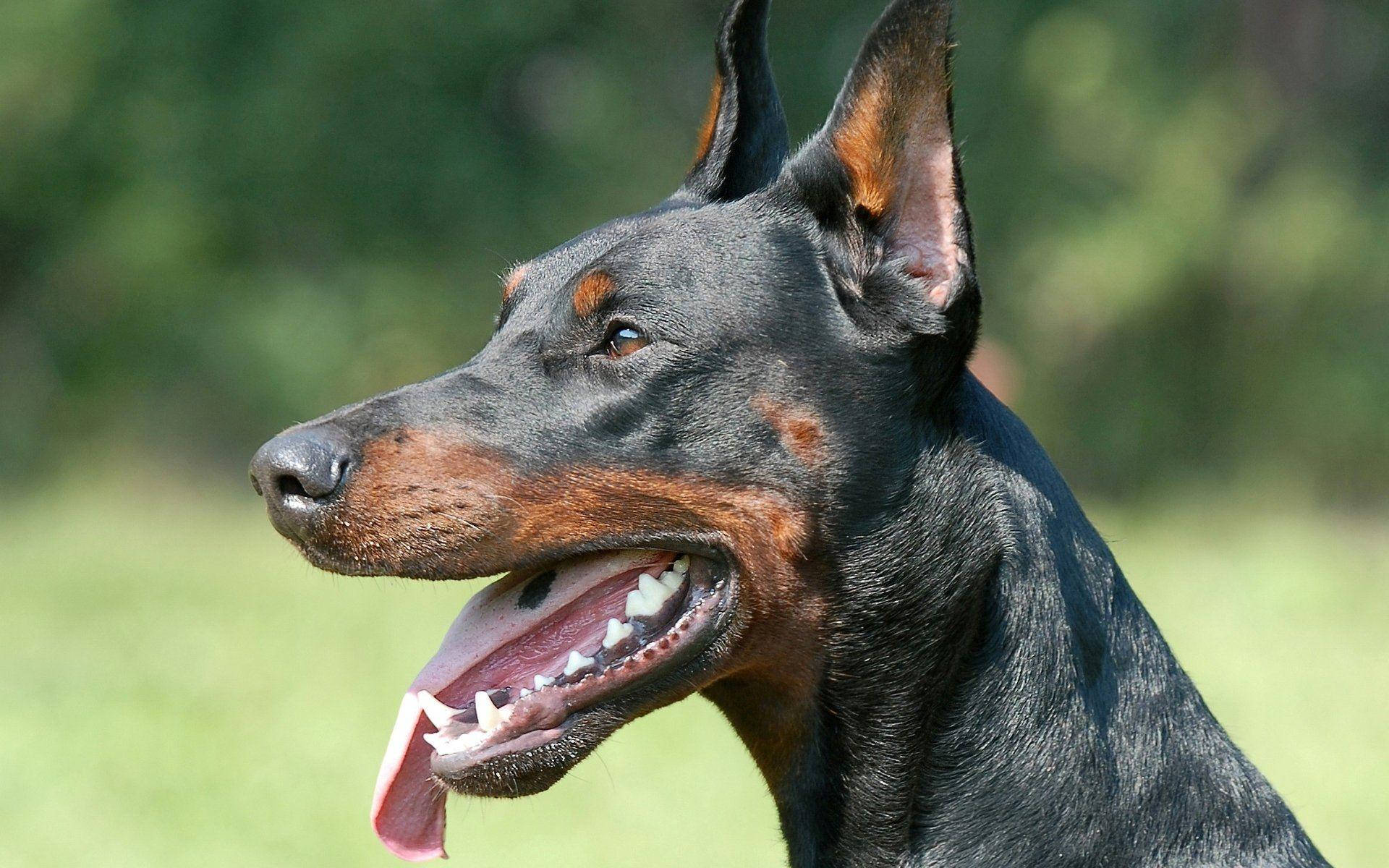 Doberman 桌布 壁紙 — 一隻黑色和鐵鏽色毛髮的杜賓犬在陽光明媚的草地上警覺地站立，舌頭伸出，耳朵豎起。