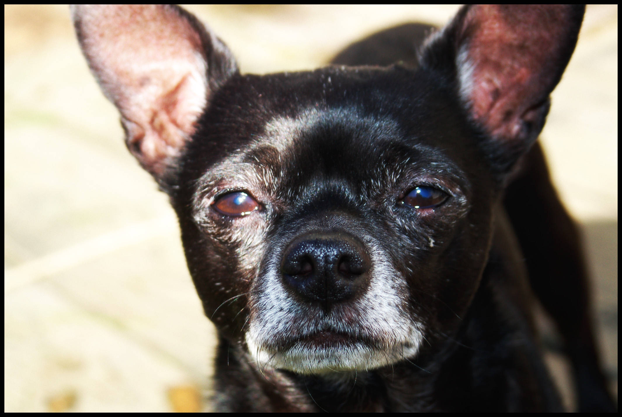 Chihuahua 桌布 壁紙 — 一隻黑色大耳白嘴狗在明亮陽光下直視鏡頭的特寫。