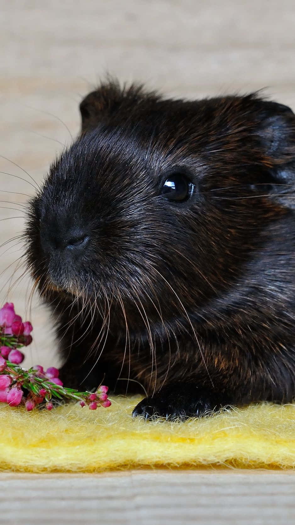 guinea pig 桌布 壁紙 — 一隻黑色天竺鼠的特寫，牠有明亮的眼睛，在黃色羊毛表面上休息，旁邊有粉紅色的花。