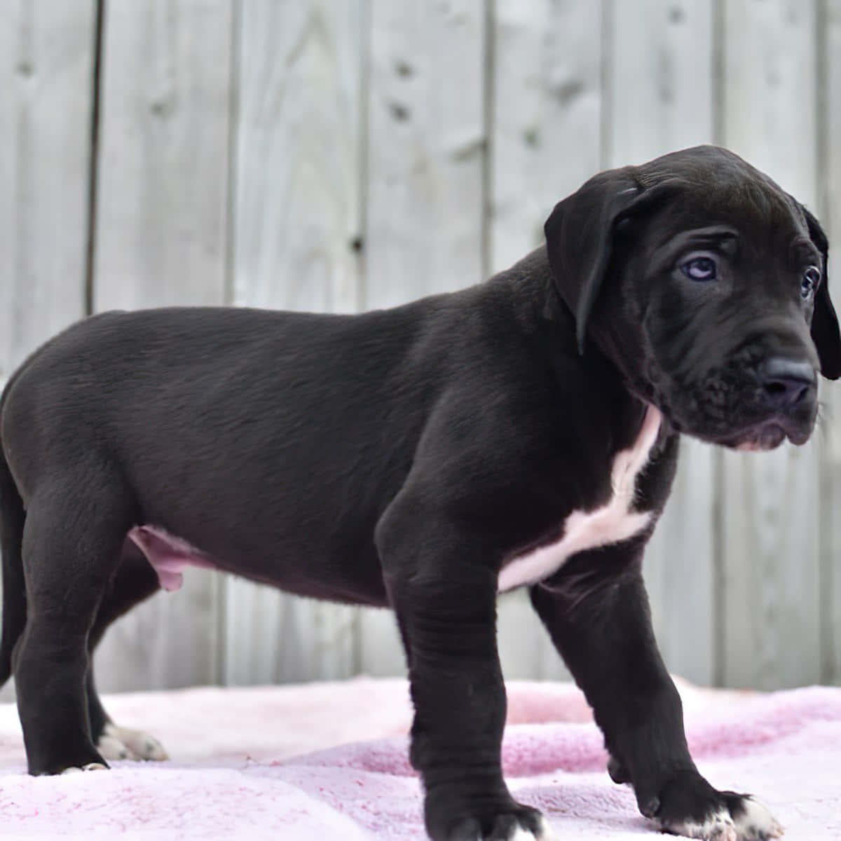 Great Dane Puppies 桌布 壁紙 — 一隻黑色小狗，有著引人注目的藍色眼睛，警覺地站在粉紅色毯子上，背景是風化的木柵欄。
