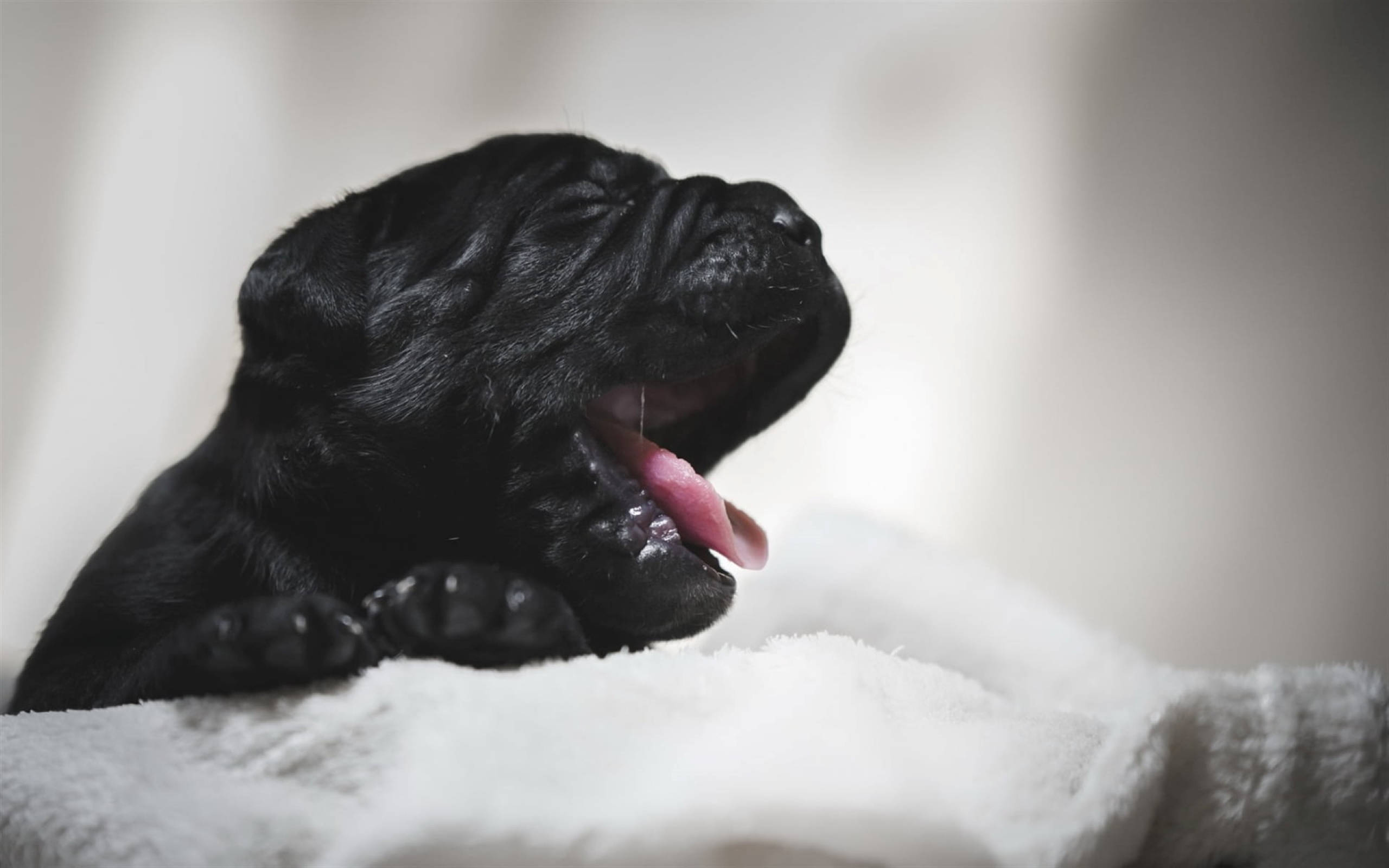 卡斯羅犬 桌布 壁紙 — 一隻黑色小狗在柔軟的白色毛毯上大大地打呵欠，背景模糊。