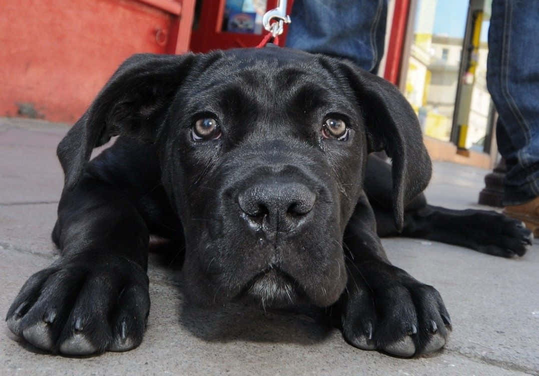 卡斯羅犬 桌布 壁紙 — 一隻黑色小狗帶著充滿靈魂的棕色眼睛躺在人行道上，以天真好奇的目光向上凝視。