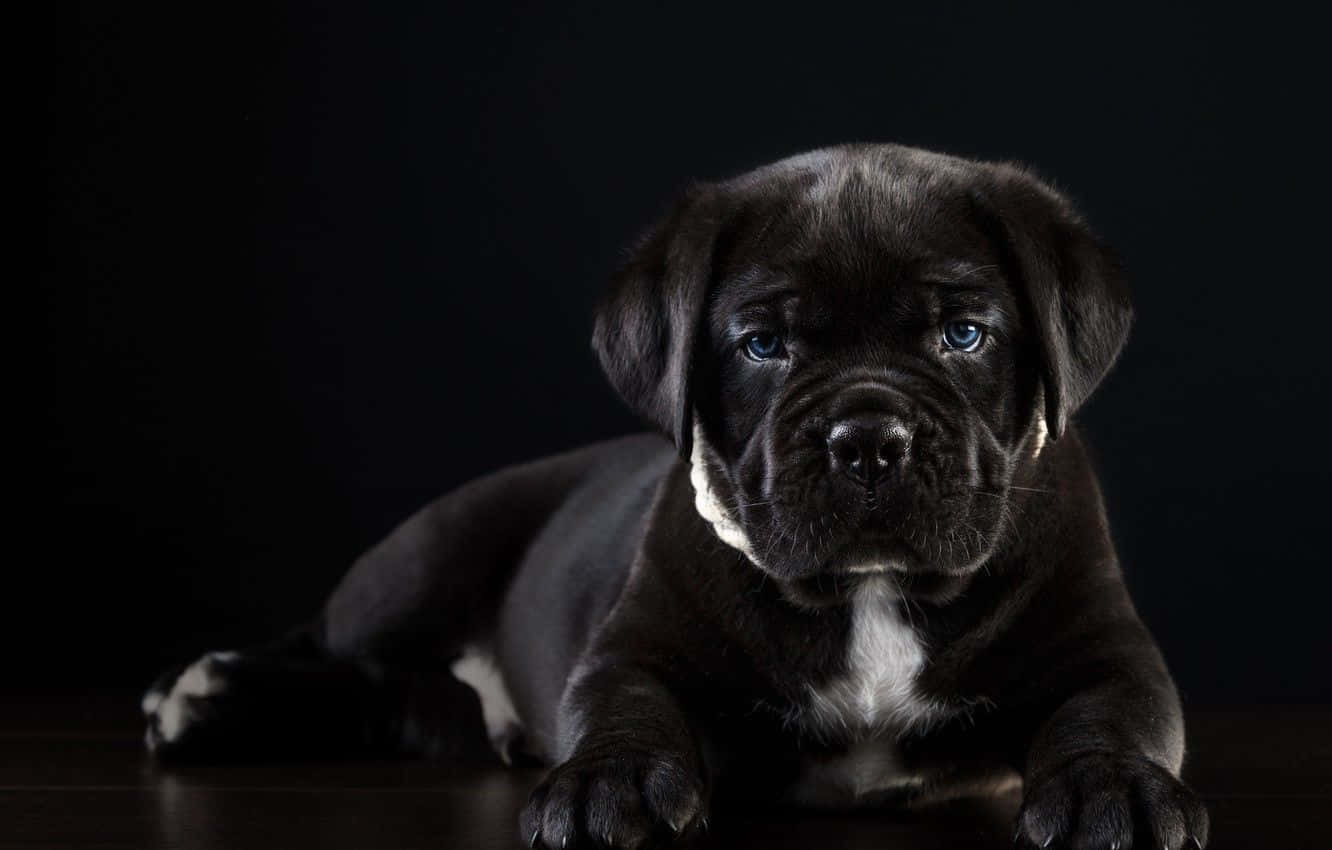 卡斯羅犬 桌布 壁紙 — 一隻黑色小狗擁有引人注目的藍色眼睛，平靜地躺在深色背景上，其白色胸斑在攝影棚燈光下柔和發光。