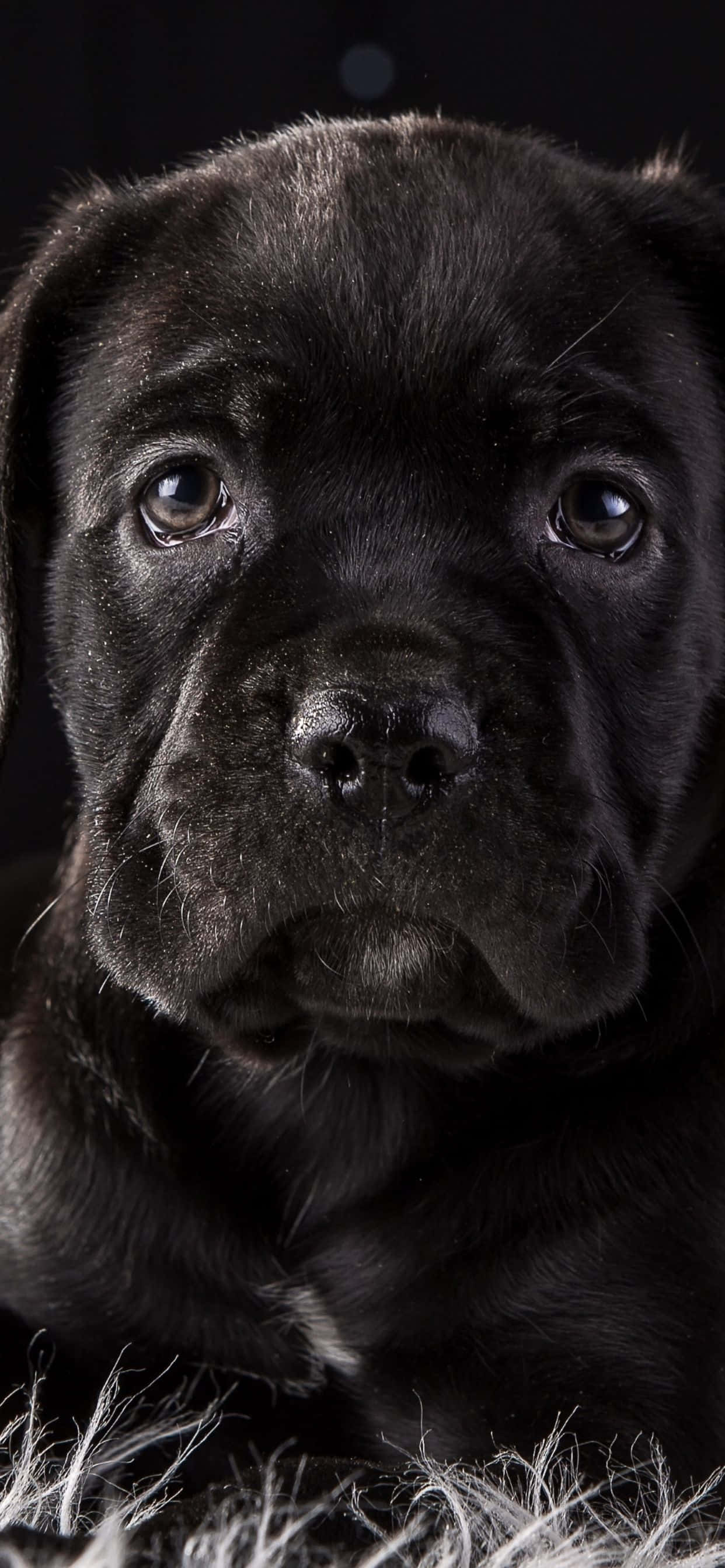 卡斯羅犬 桌布 壁紙 — 一隻黑色小狗的特寫肖像，眼神充滿靈魂，在黑暗背景下向前凝視。