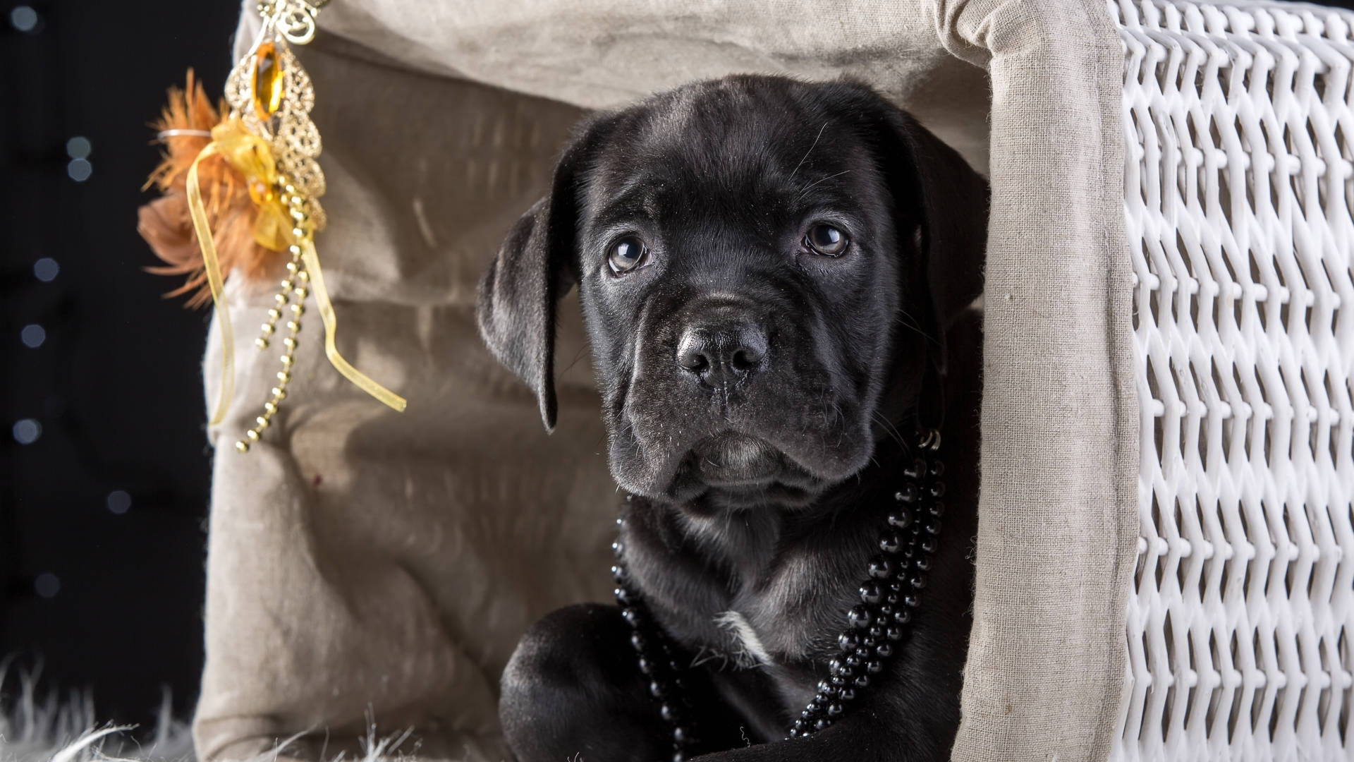 卡斯羅犬 桌布 壁紙 — 一隻黑色小狗睜著大眼睛，從一個飾有金色珠子和羽毛的白色柳條籃子裡探出頭來。
