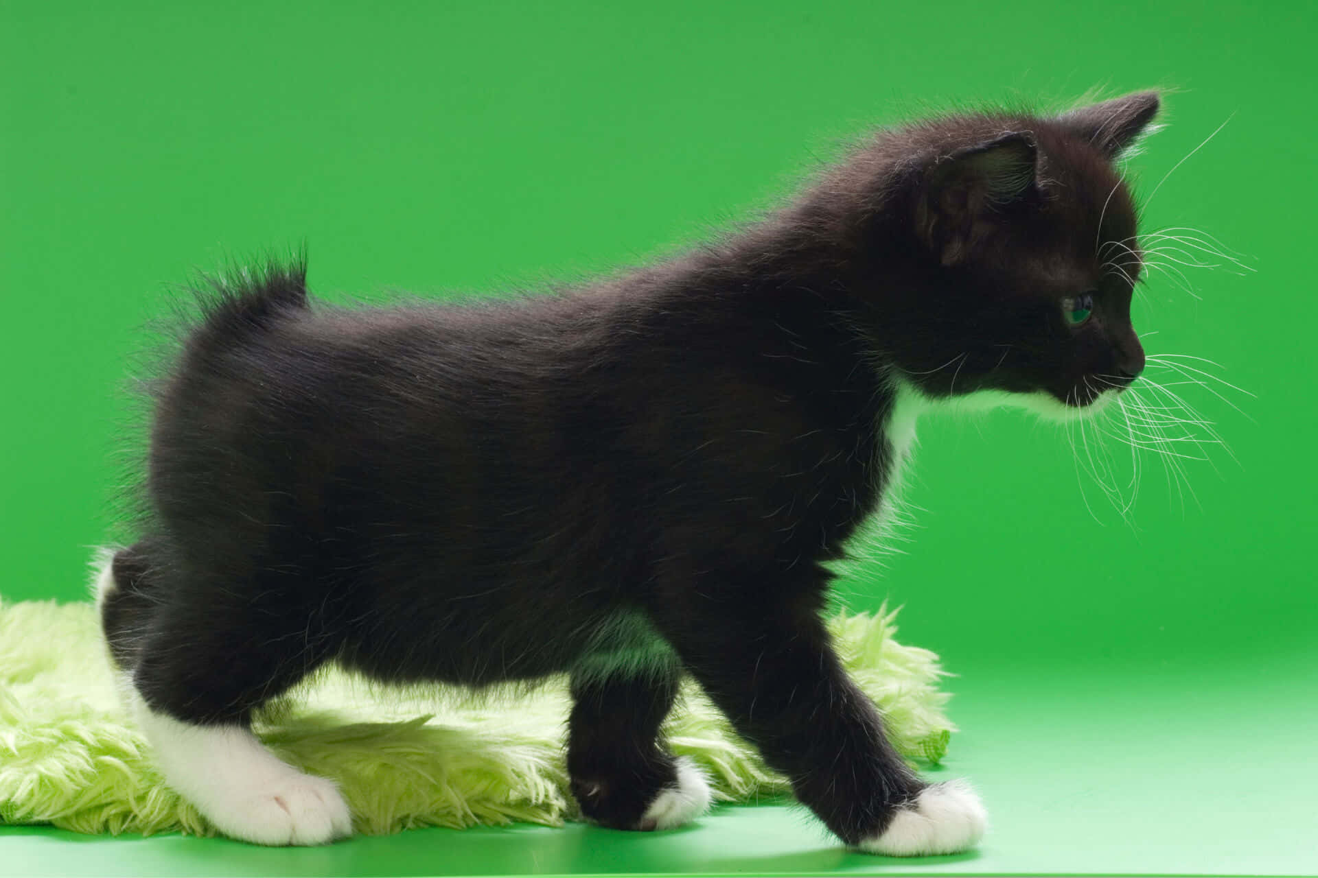 Japanese Bobtail 桌布 壁紙 — 一隻黑色小貓，有白色爪子和綠色眼睛，在純綠色背景上的一塊蓬鬆淺綠色地毯上行走。