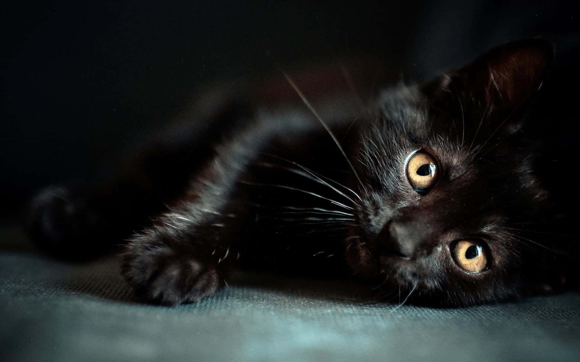 Black Cat Halloween 桌布 壁紙 — 一隻黑色小貓咪，有著閃閃發光的琥珀色眼睛，躺在有紋理的表面上，在昏暗的光線中，帶著好奇的專注向上凝視。